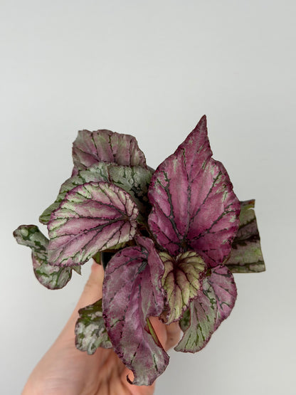 Begonia 'Hugh McLauchlan'