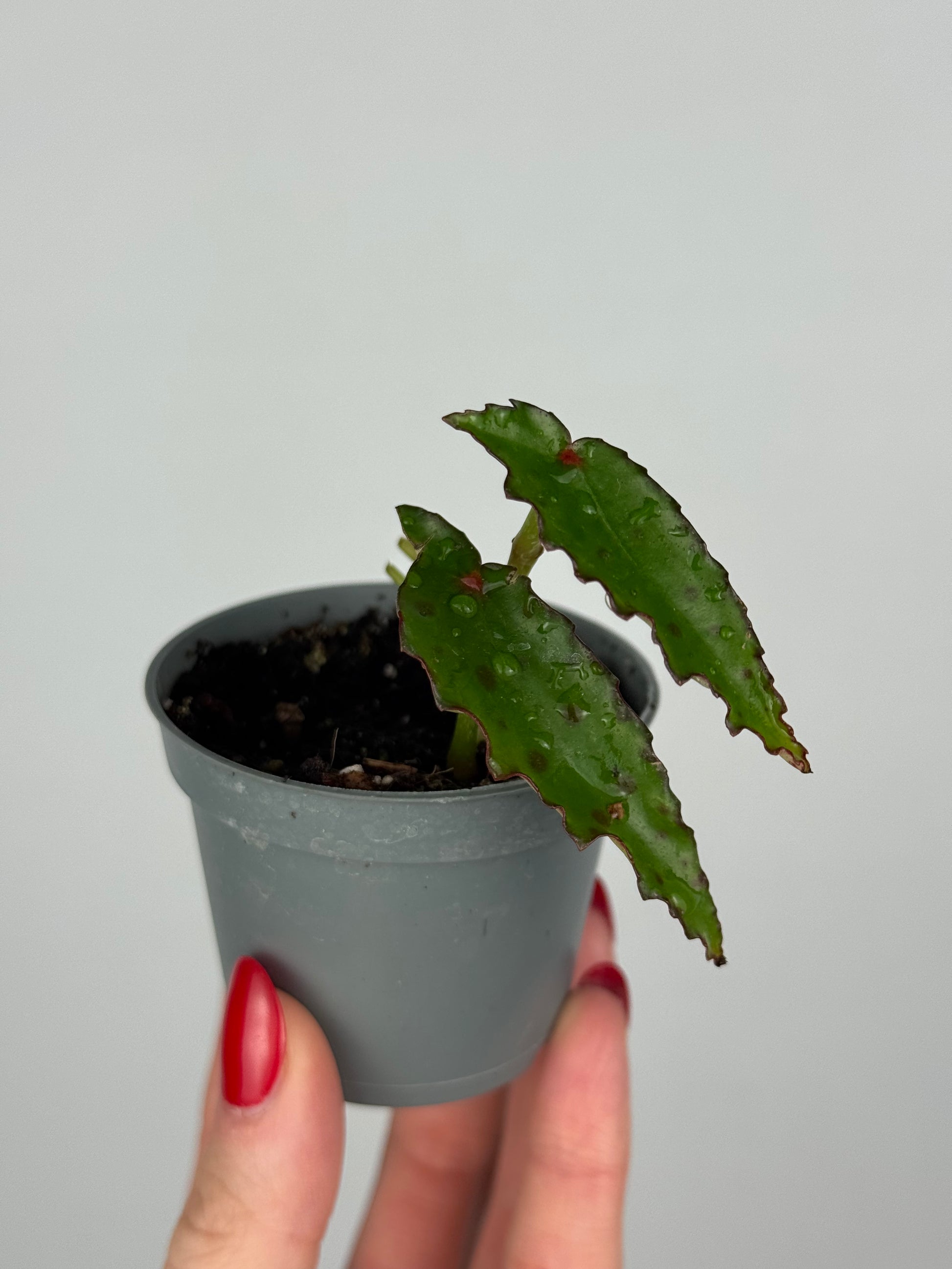 Begonia Amphioxus | Isolde