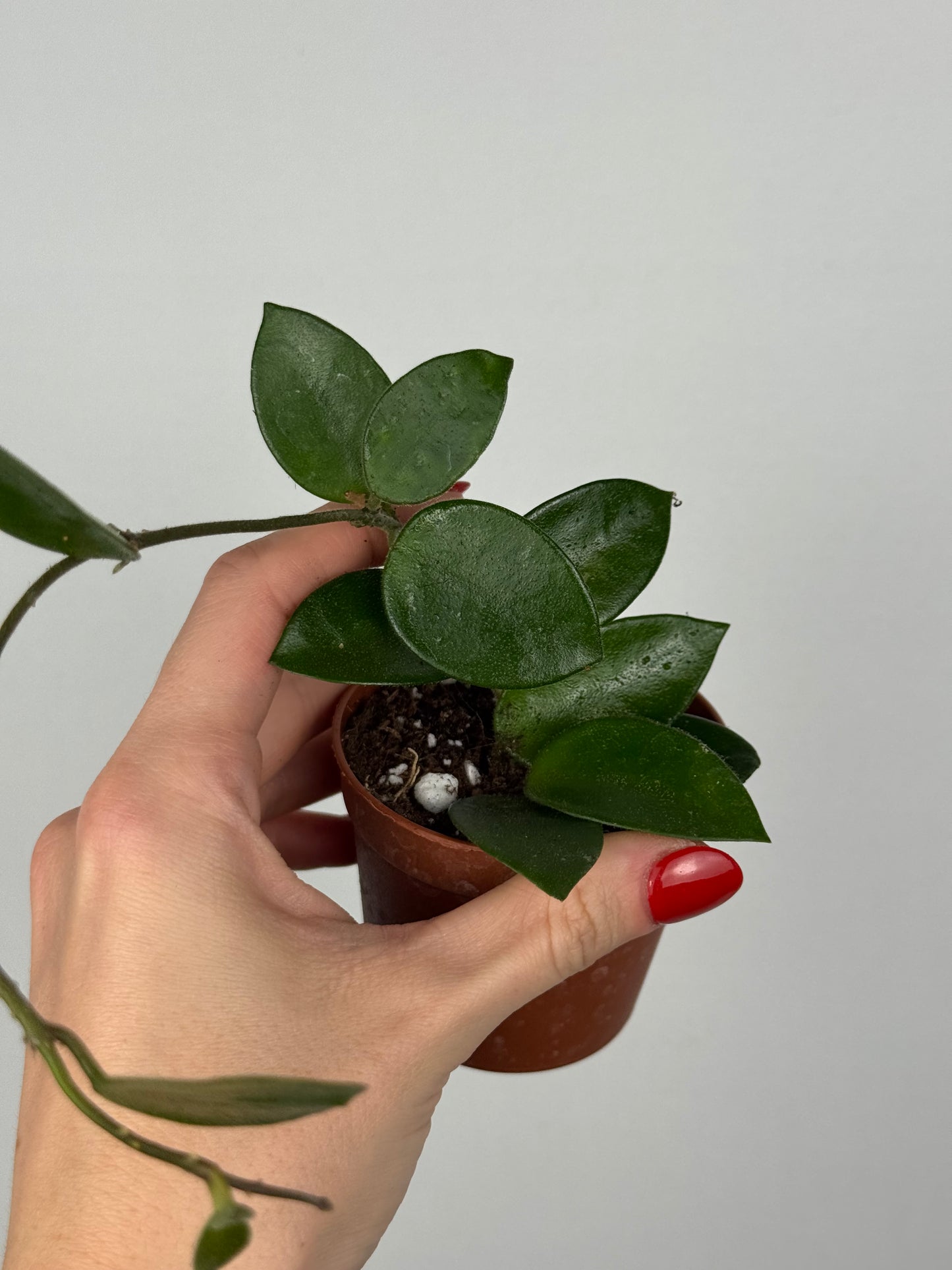 Hoya Chouke