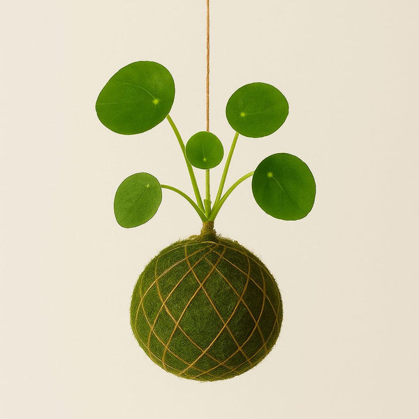 Baby Kokedama | Pilea Peperomioides