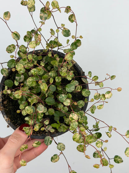 Muehlenbeckia complexa Mao'ri 'Pink Camouflage'