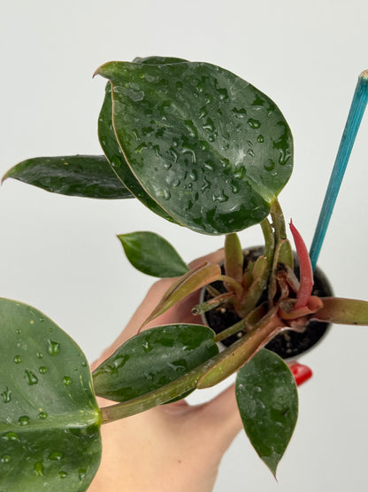 Philodendron Pink Bikini | Kairo