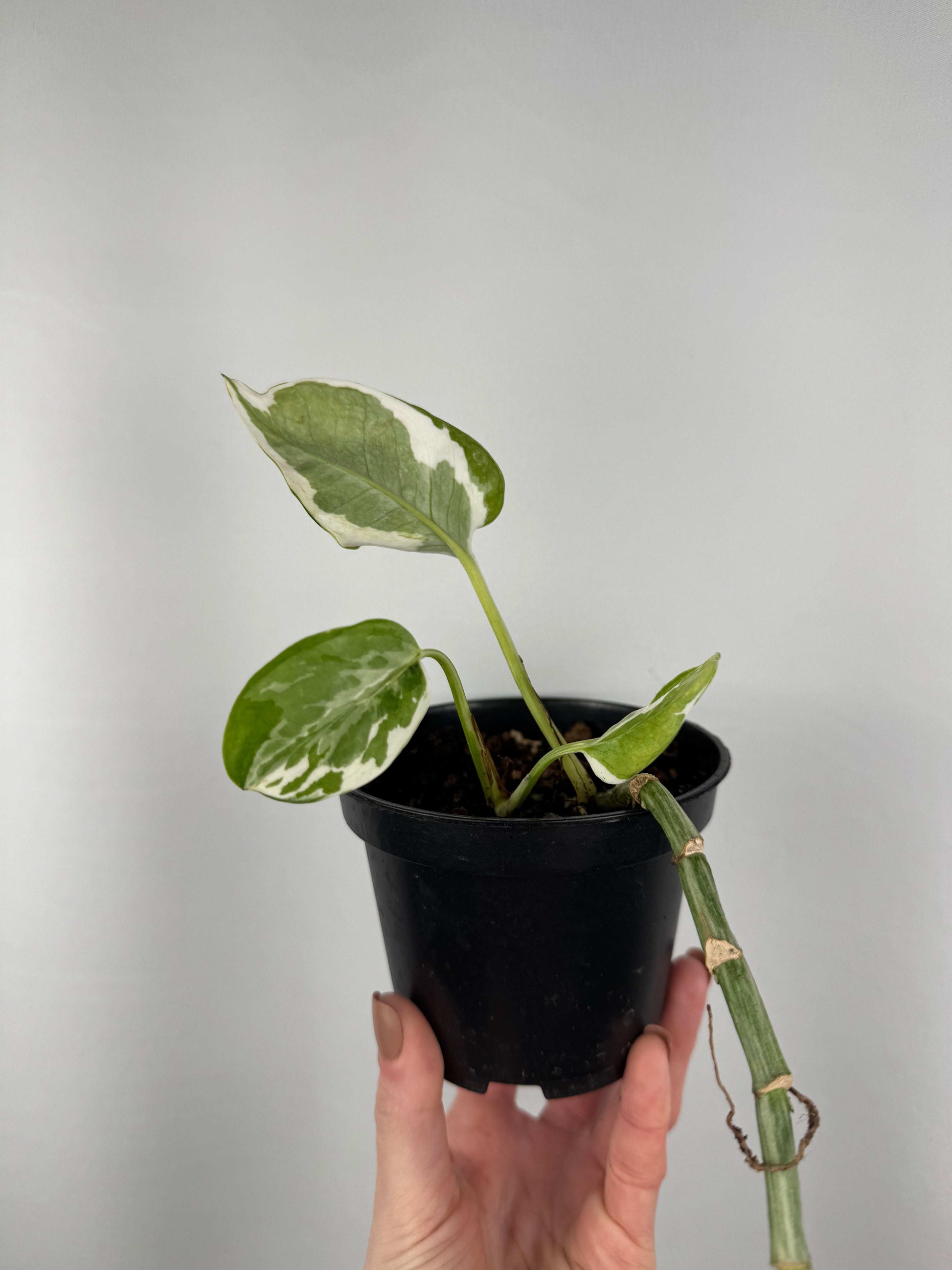 Epipremnum N’Joy | Nicolò