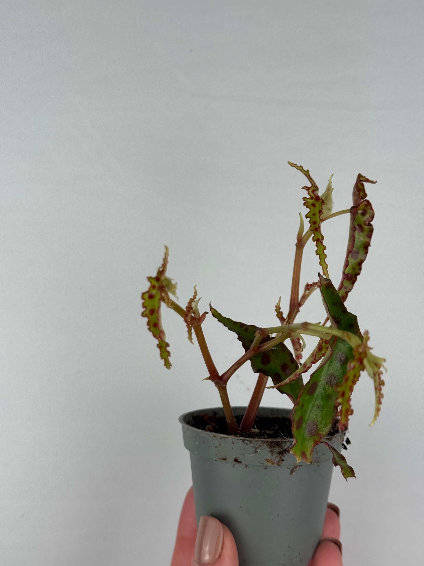 Begonia Amphioxus | Iris