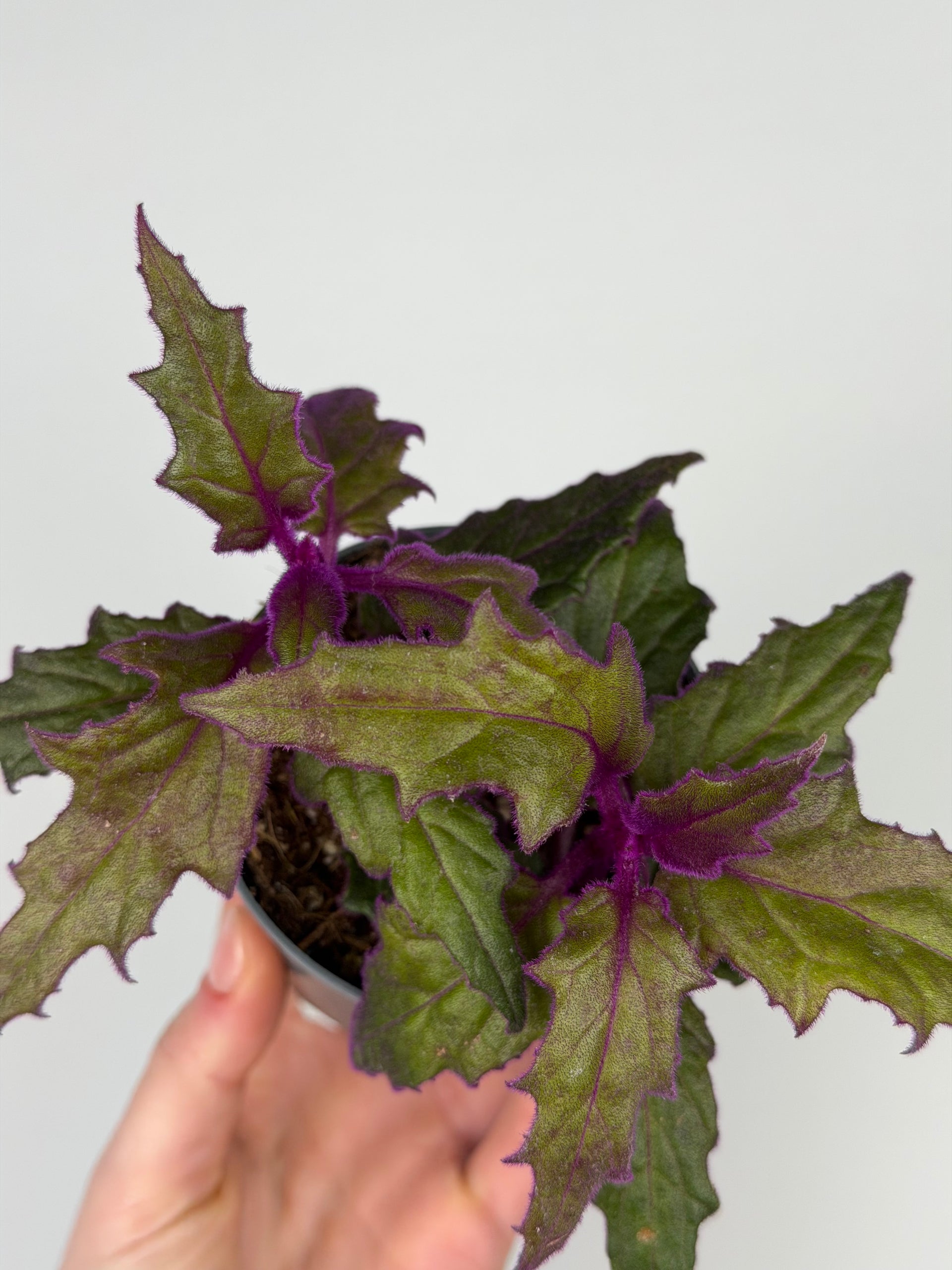 Gynura Purple Passion - Velvet-Leaf - Purple Plant - 9cm pot