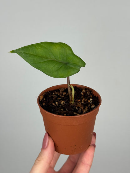 Alocasia Scalprum | Ilde