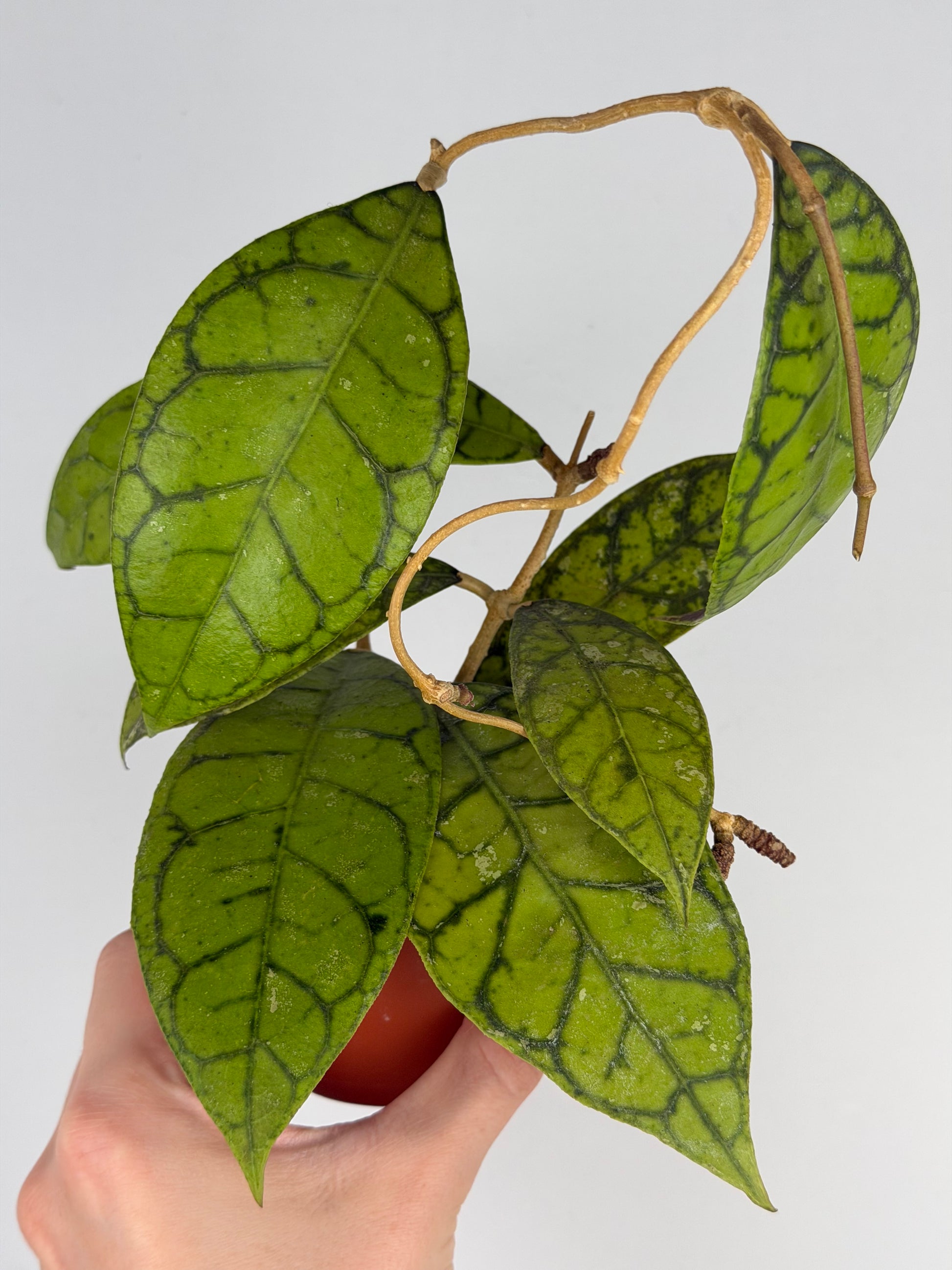 Hoya Callistophylla 'KAL 16' Hoya Tropical Corner
