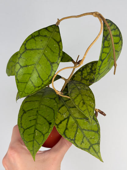 Hoya Callistophylla 'KAL 16' Hoya Tropical Corner