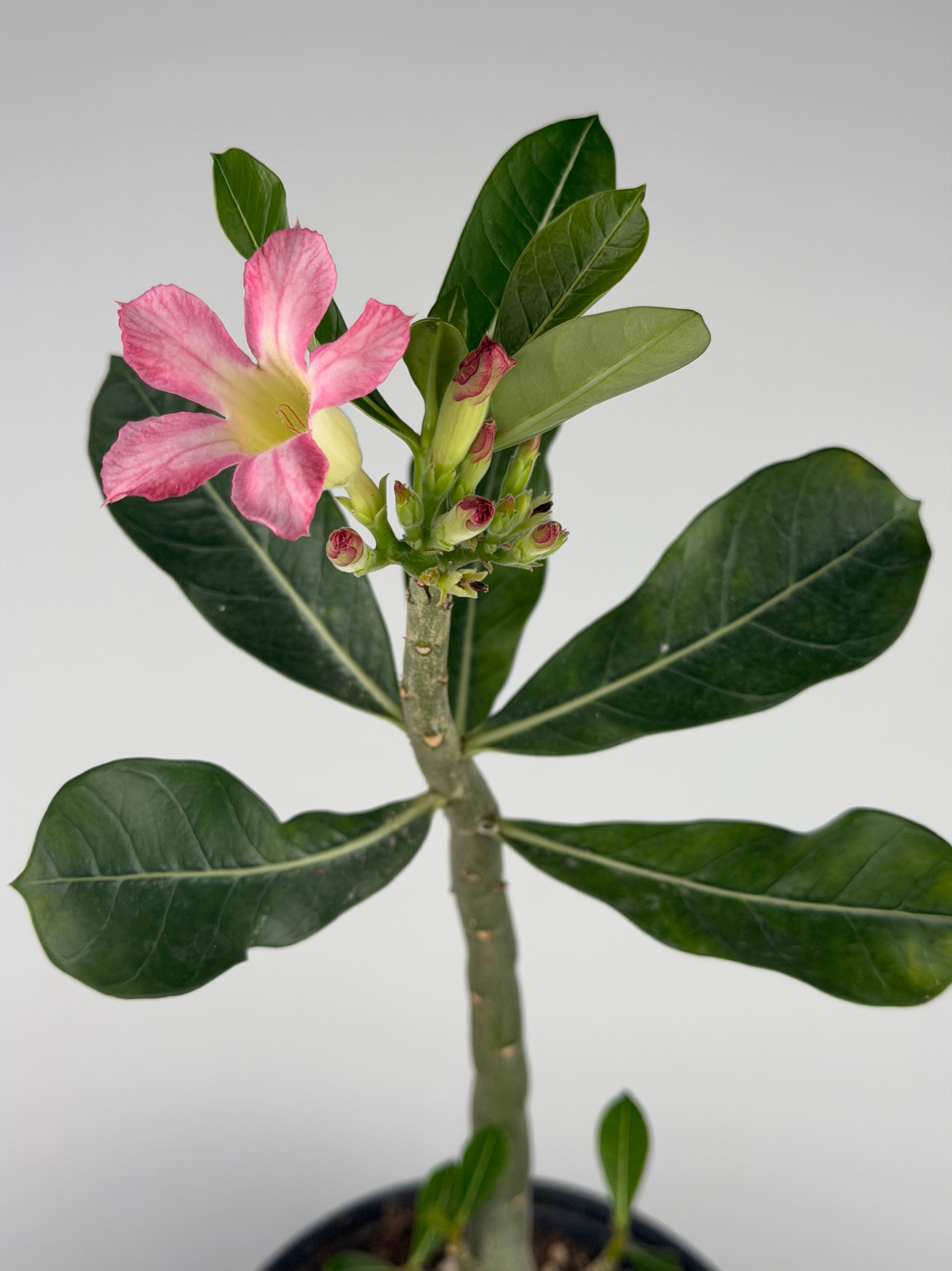 Adenium obesum Adenium Tropical Corner
