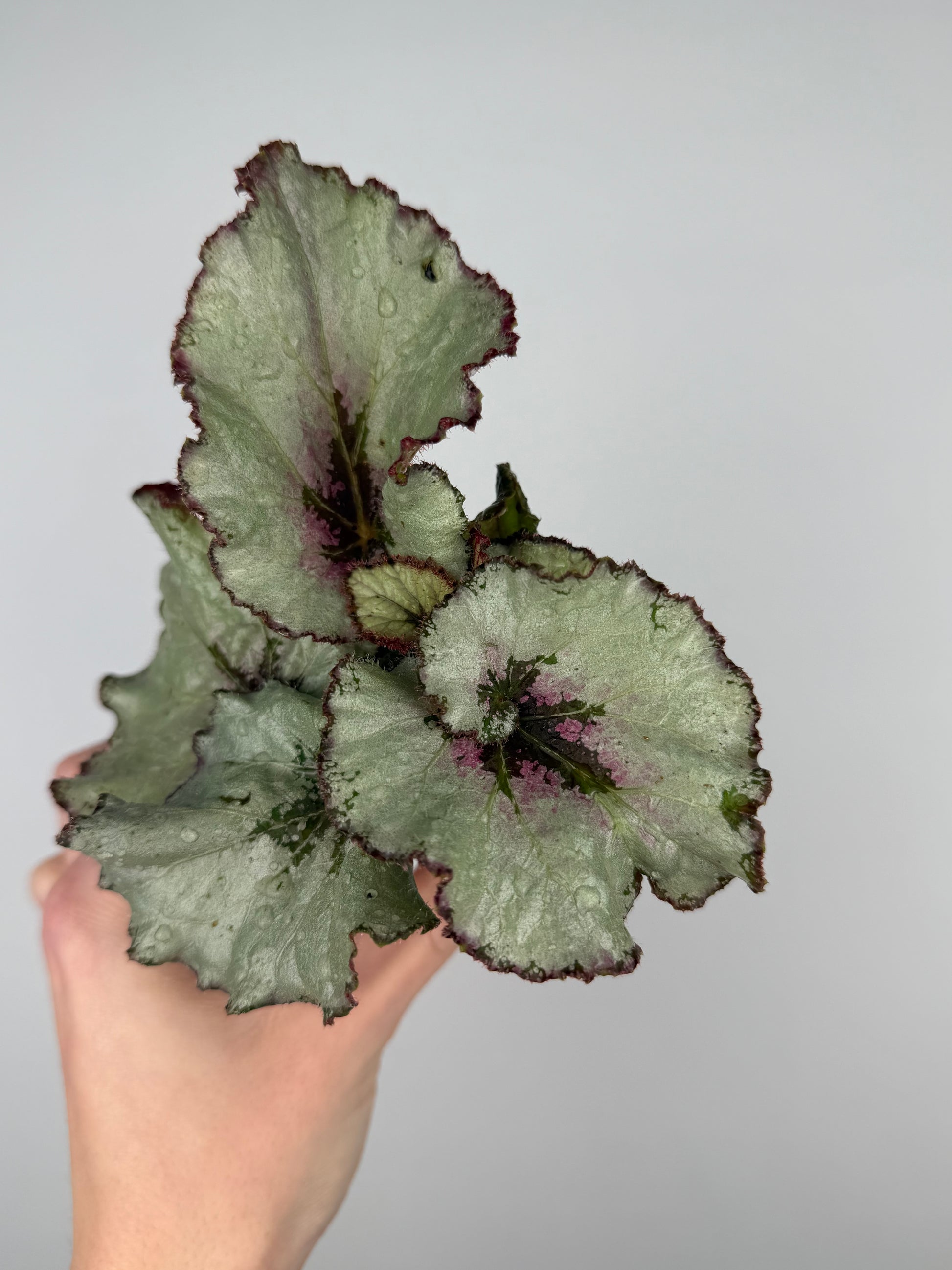 Begonia rex Hybrid