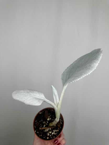 Senecio Candicans “Angel Wings” | Gabriel