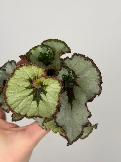 Begonia 'Escargot' Begonia Tropical Corner