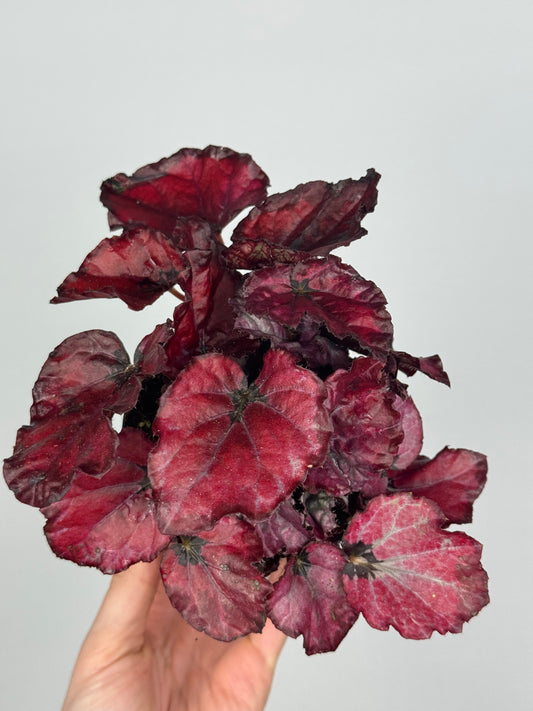 Begonia “Red Bull”