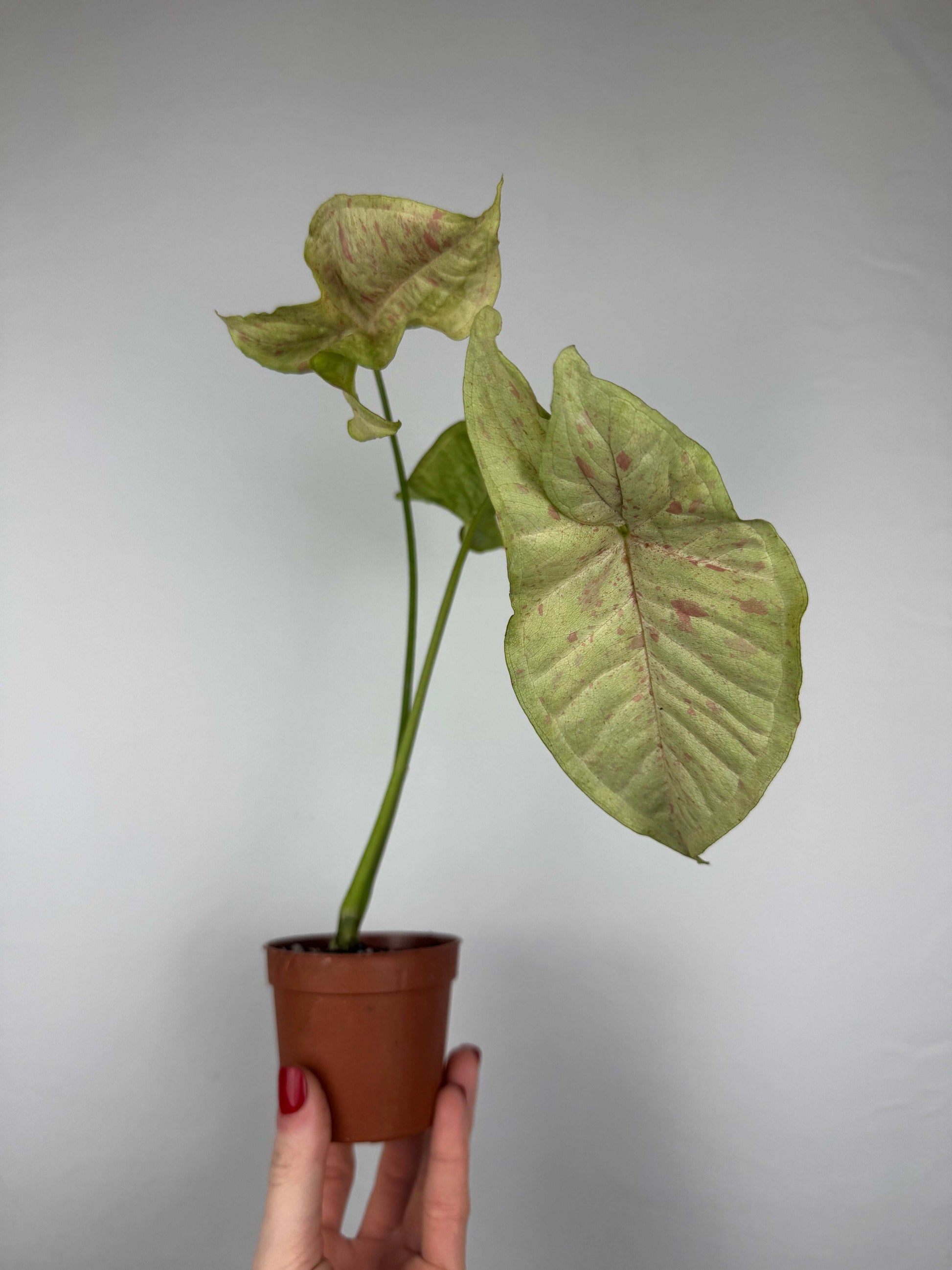 Syngonium Milk Confetti | Fabio