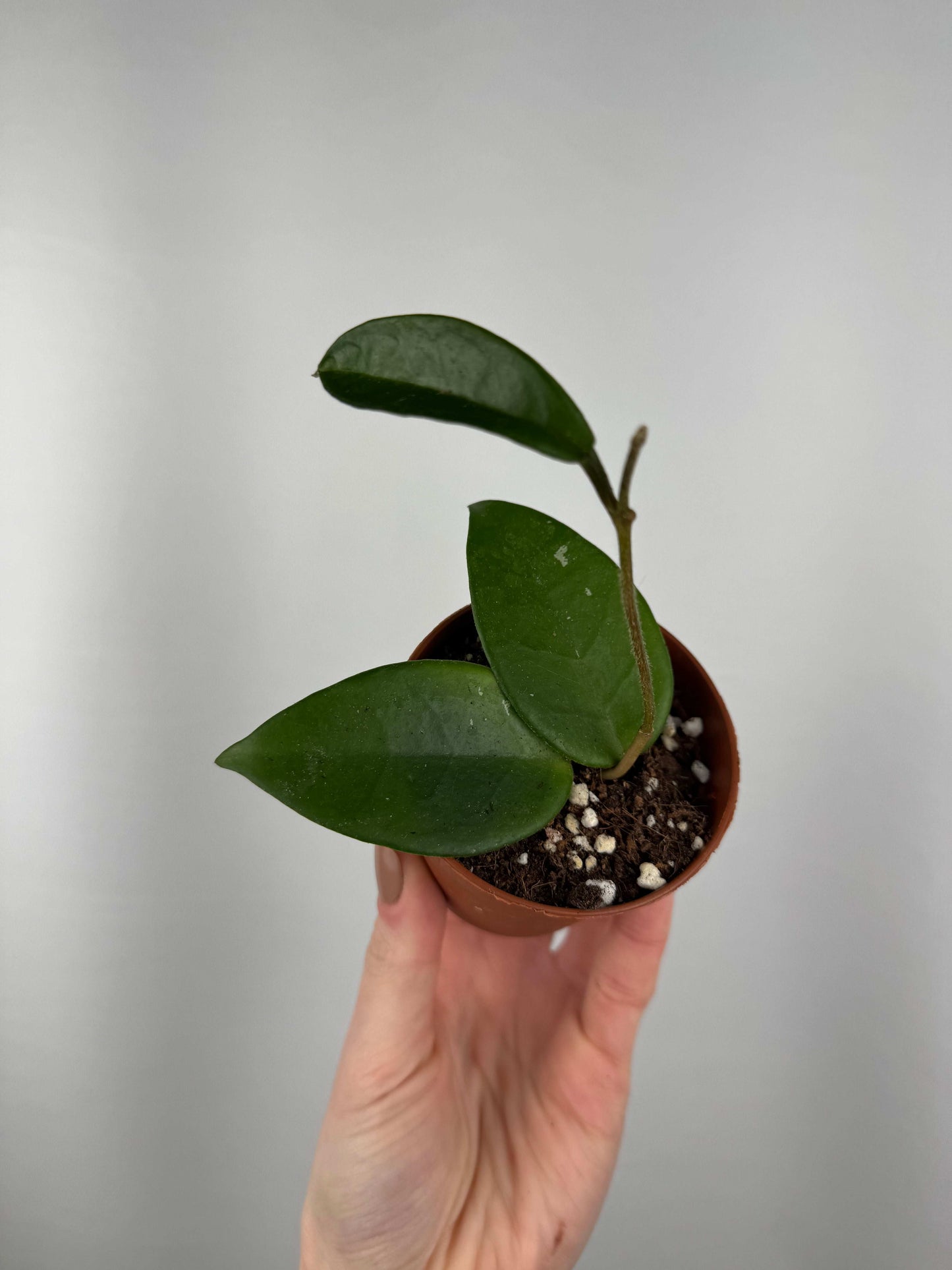 Hoya Carnosa “Freckles Splash” | Loredana
