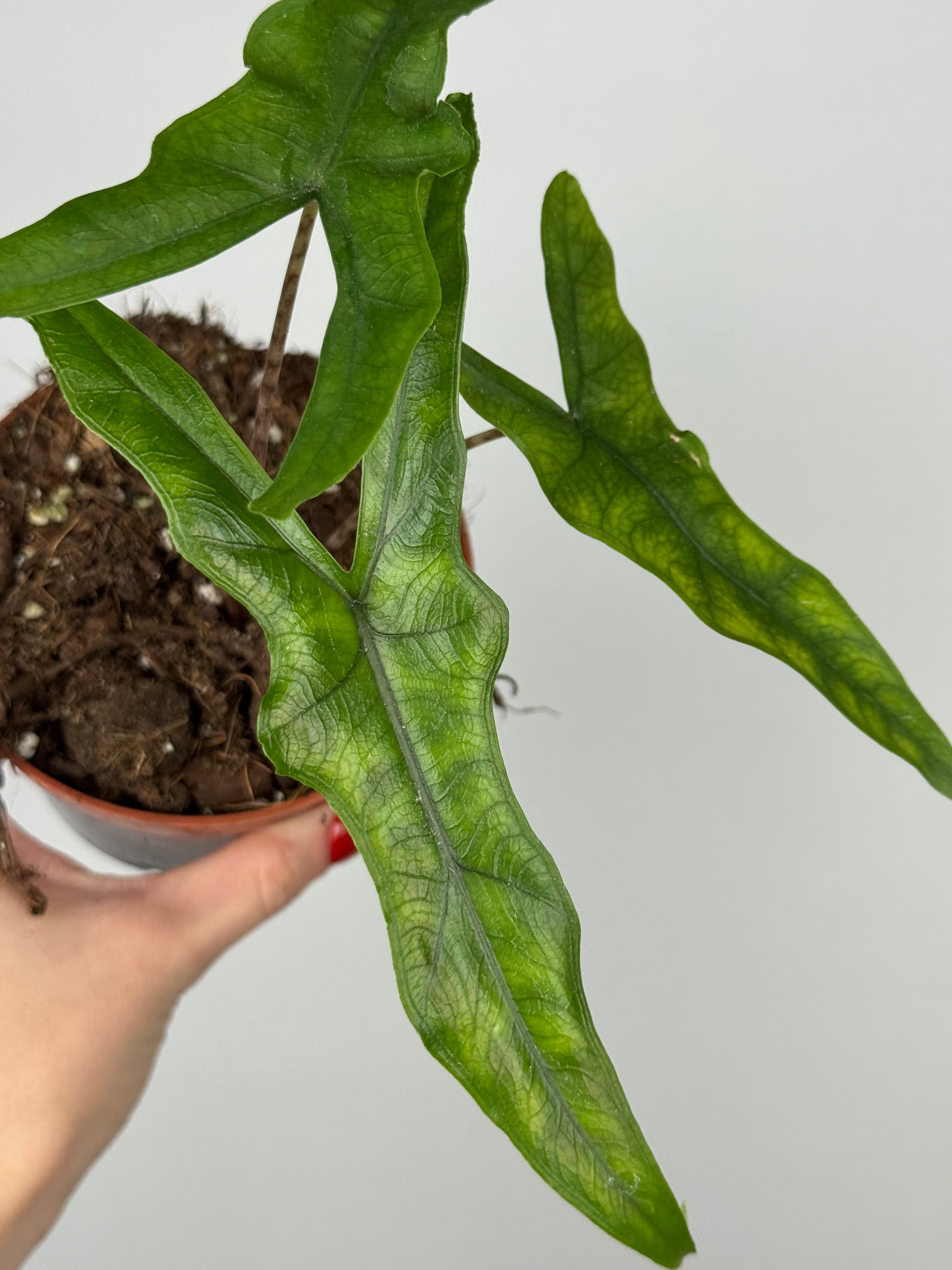Alocasia Sabrina Narrow