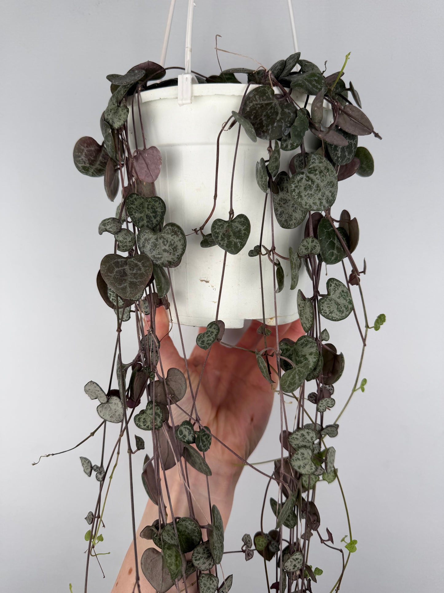 Ceropegia woodii 'String of hearts' Ceropegia Tropical Corner
