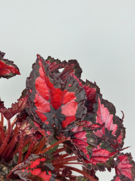 Begonia “Red Kiss”
