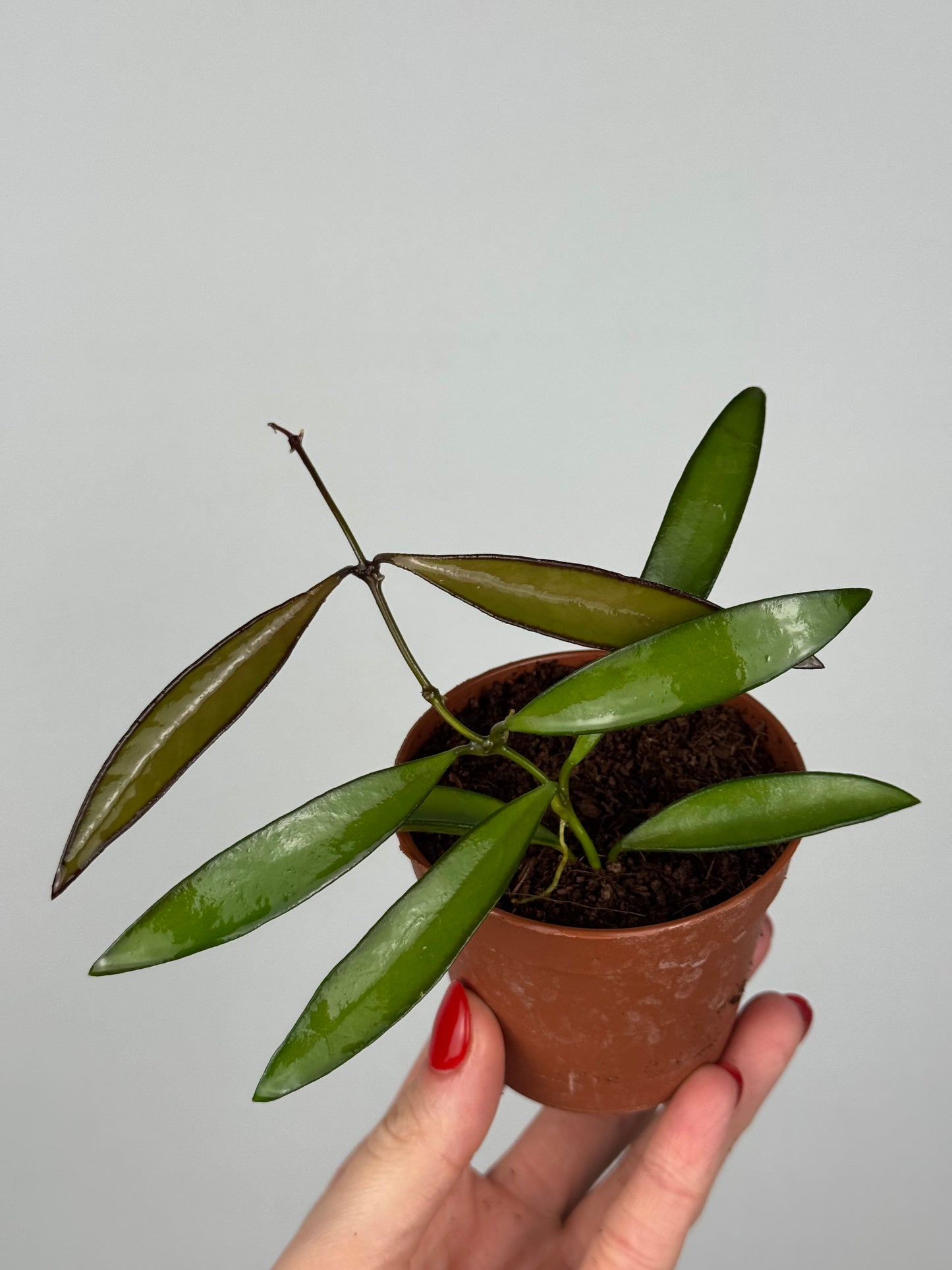 Hoya Wayetii