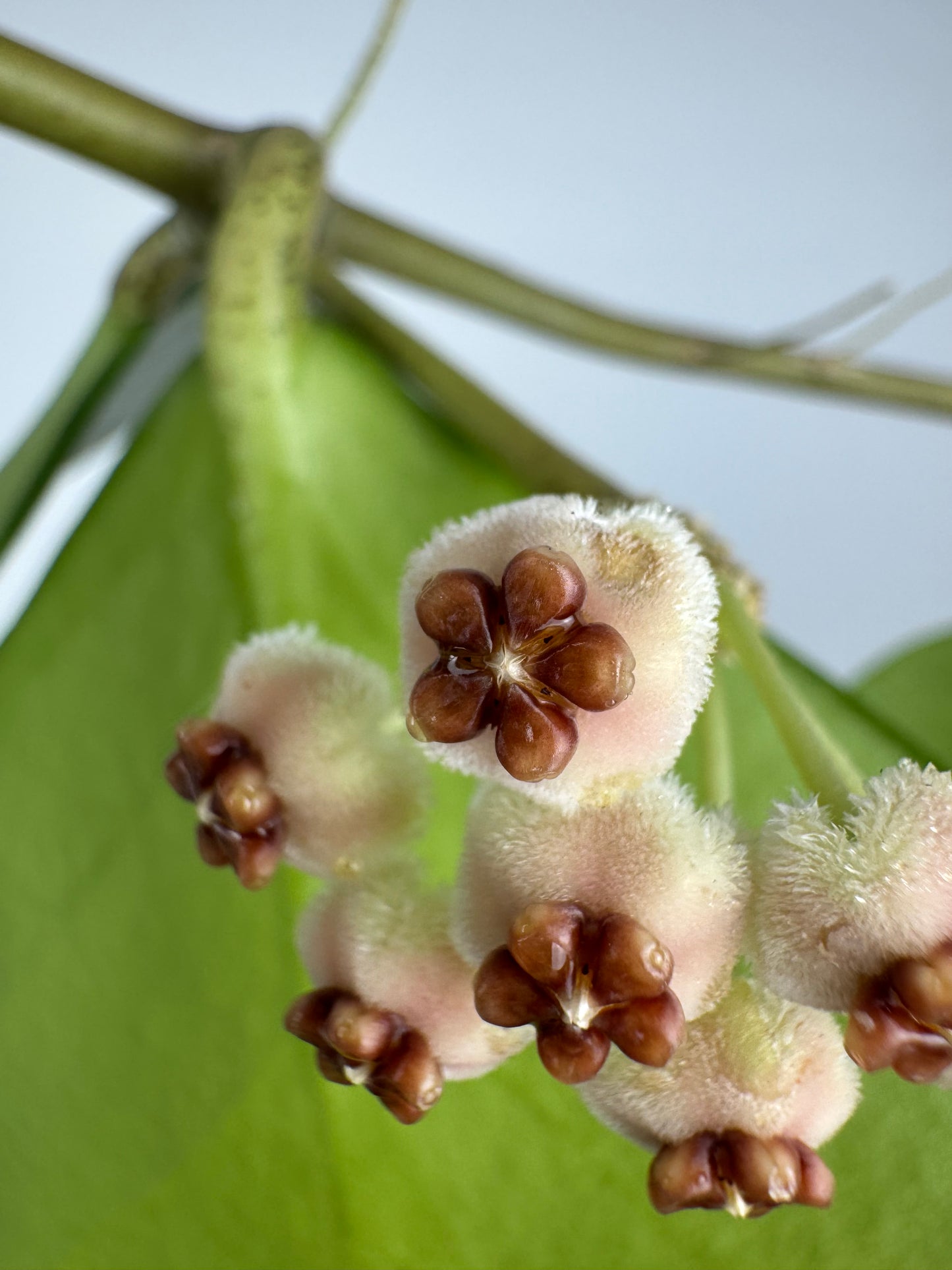 Hoya Kerrii