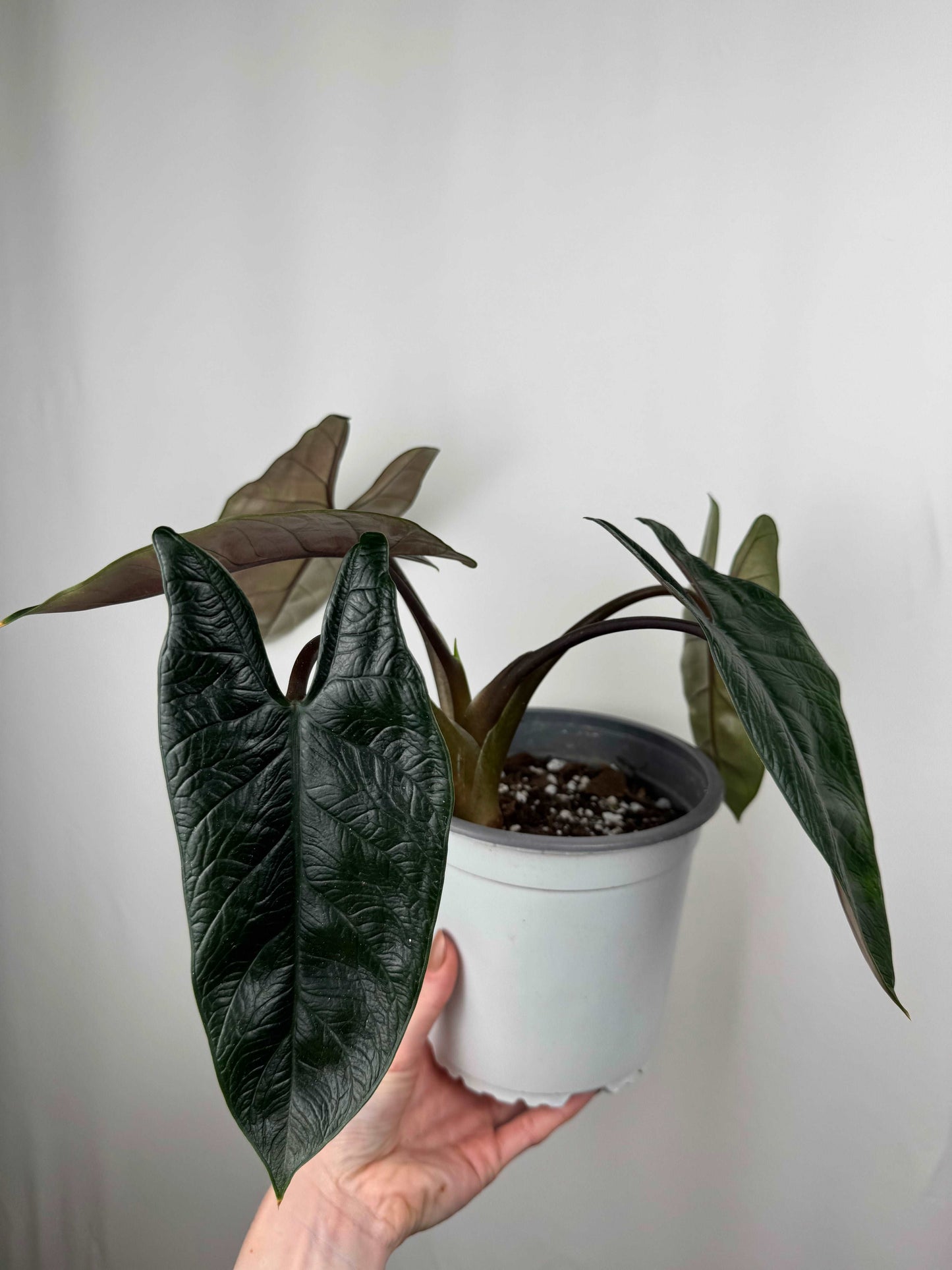 Alocasia Scalprum