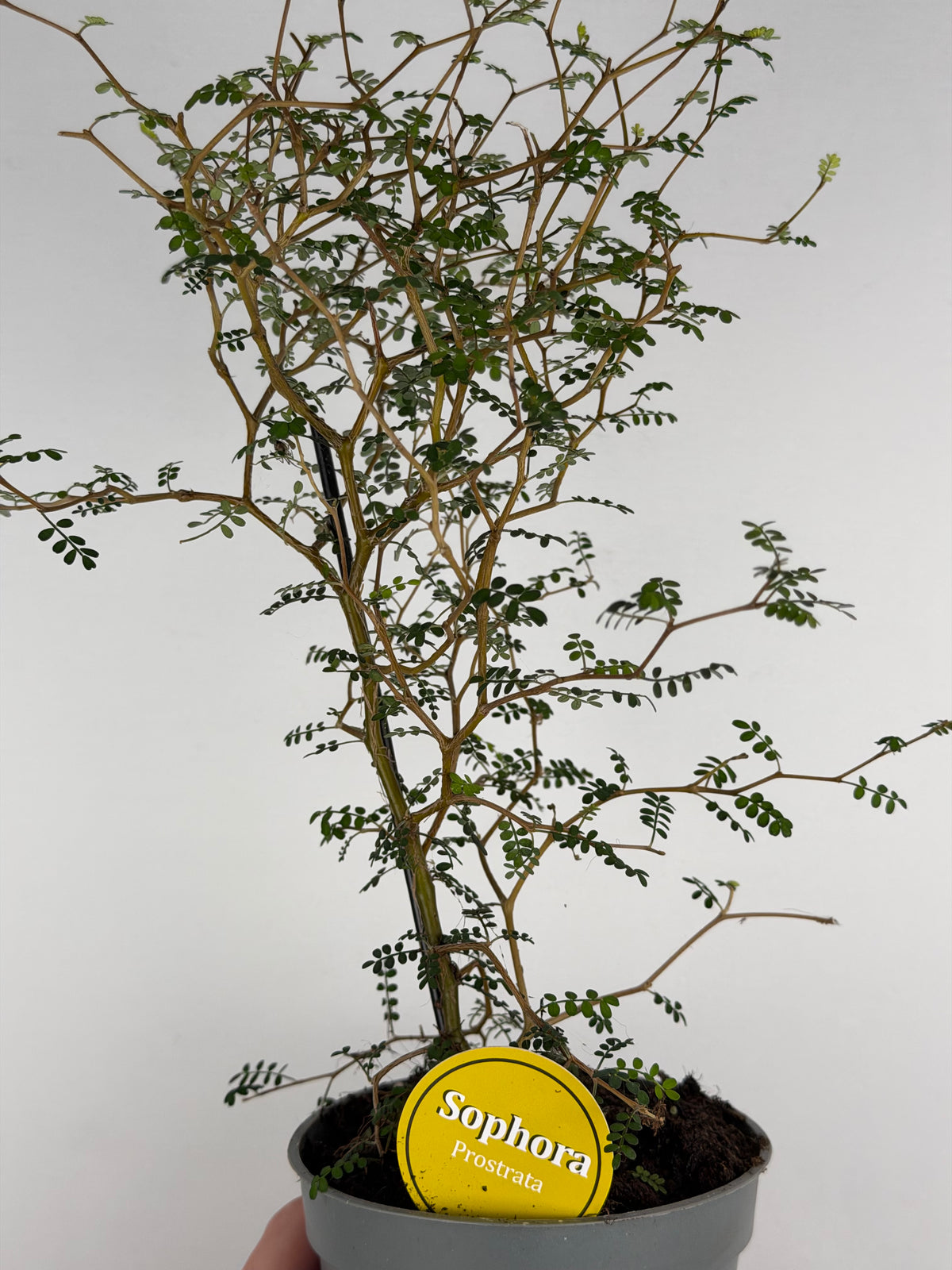 Sophora Prostrata 'Little Baby'