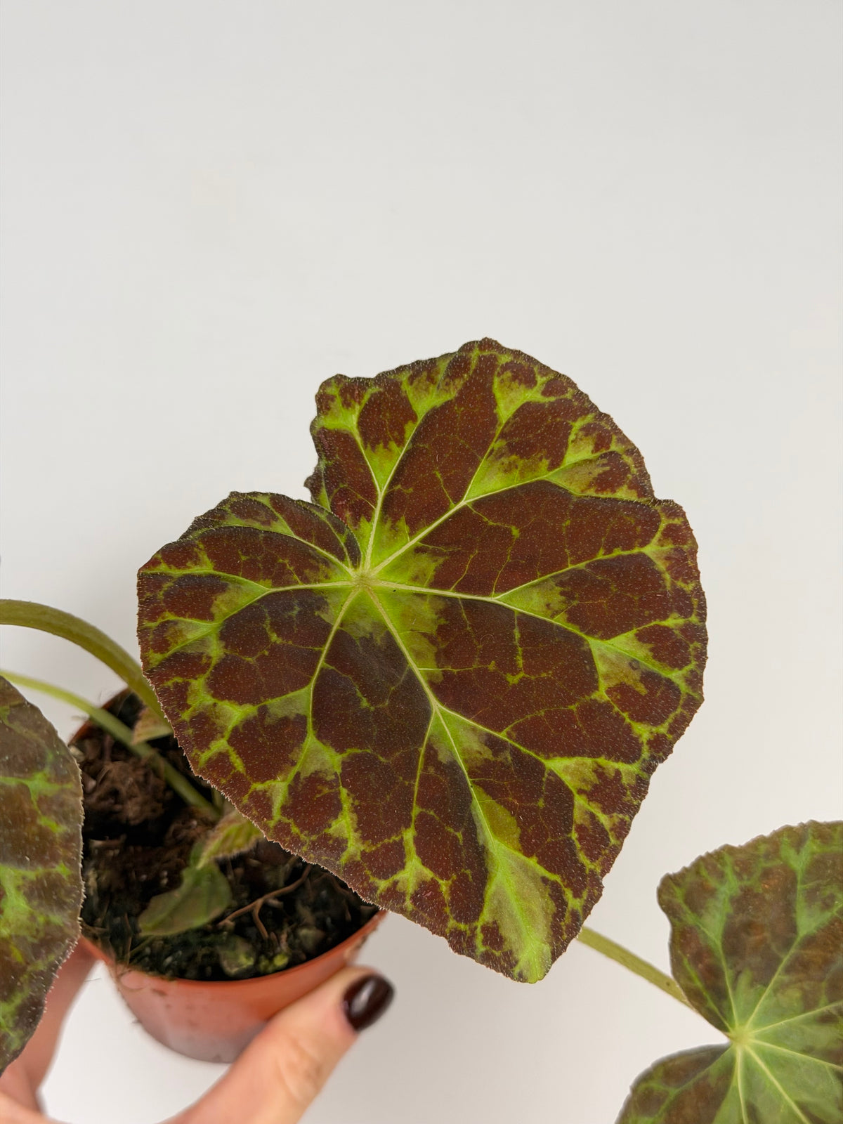 Begonia Barsalouxiae