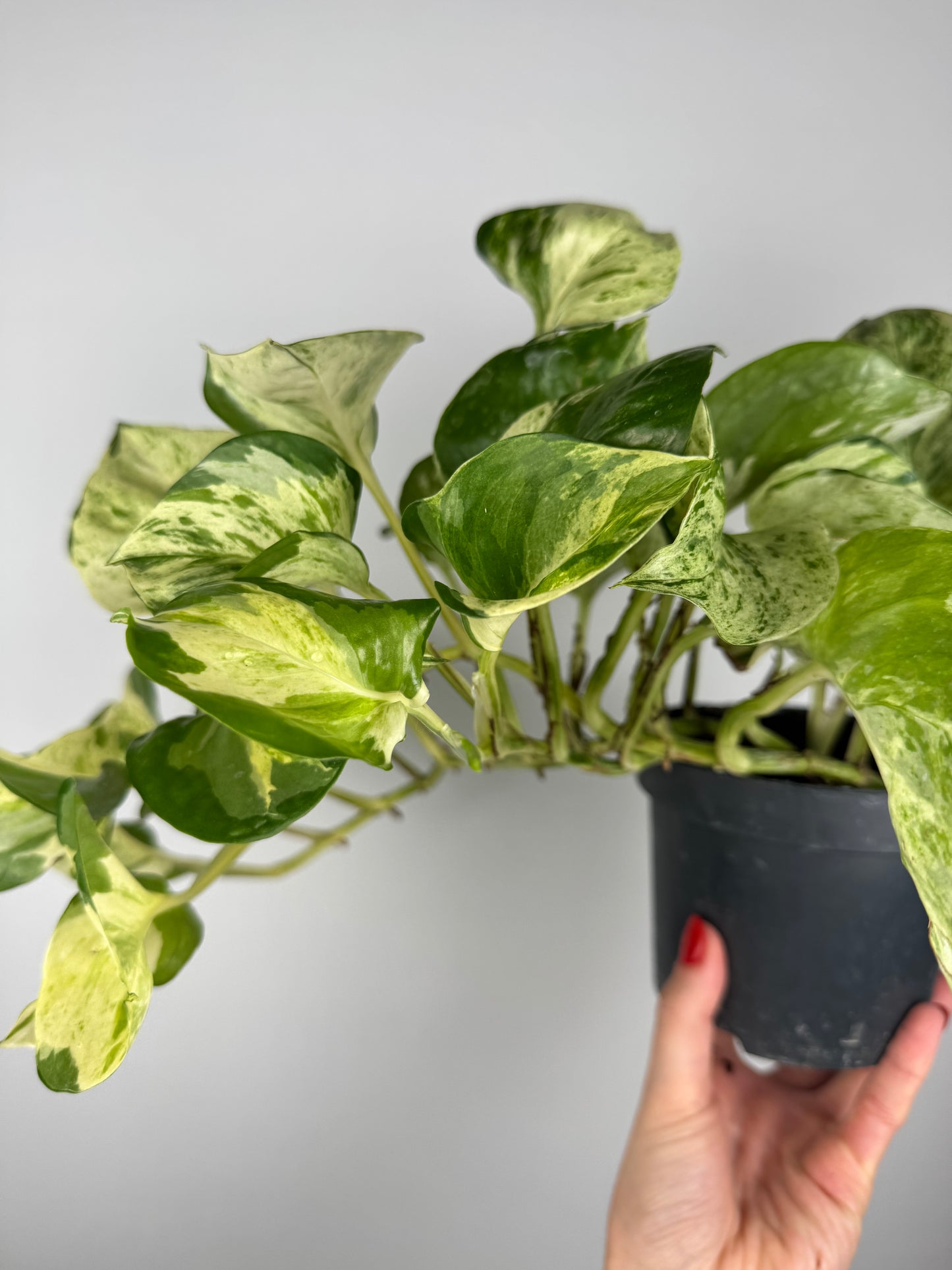 Epipremnum Manjula “Happy Leaf”