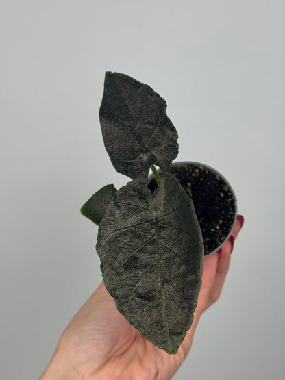 Alocasia Antoro Velvet