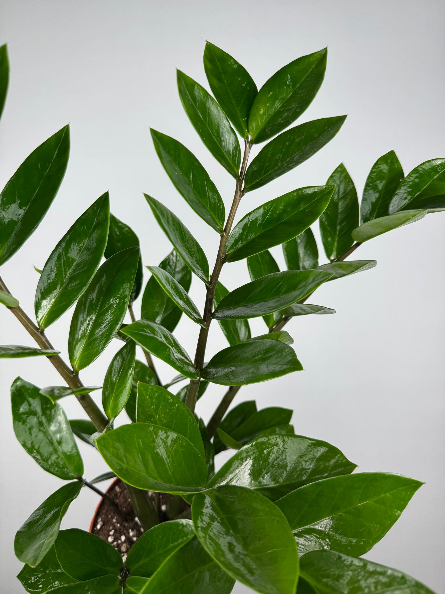 Zamioculcas Zamiifolia
