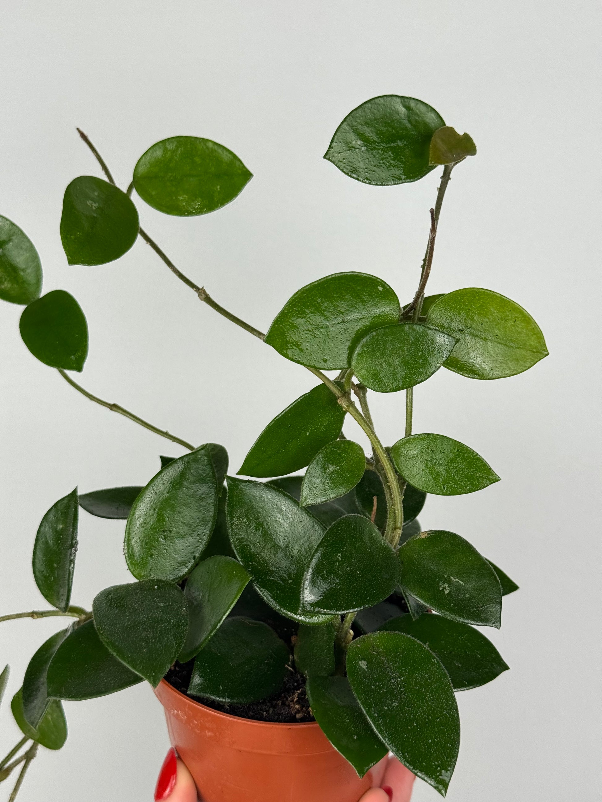 Hoya Chouke