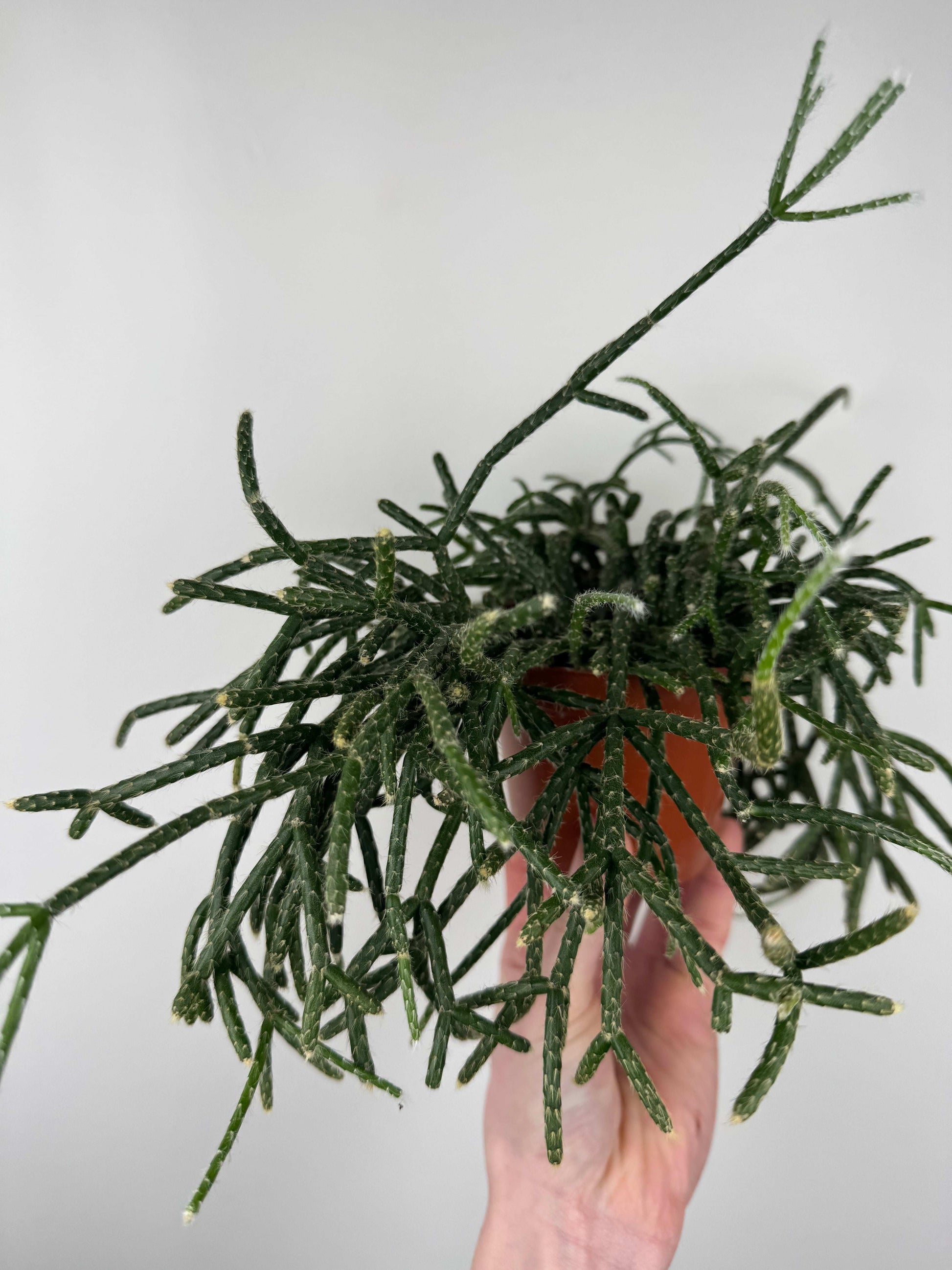 Rhipsalis “Pilocarpa”
