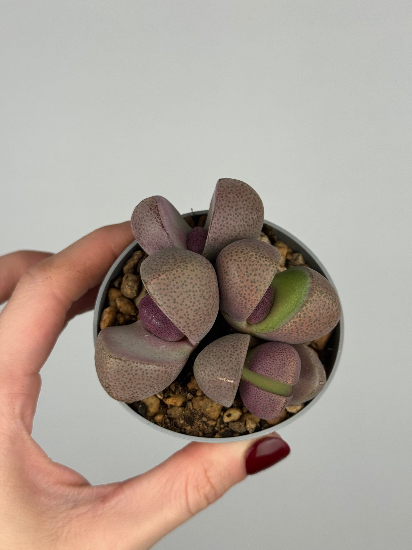 Pleiospilos nelii 'Royal Flush’
