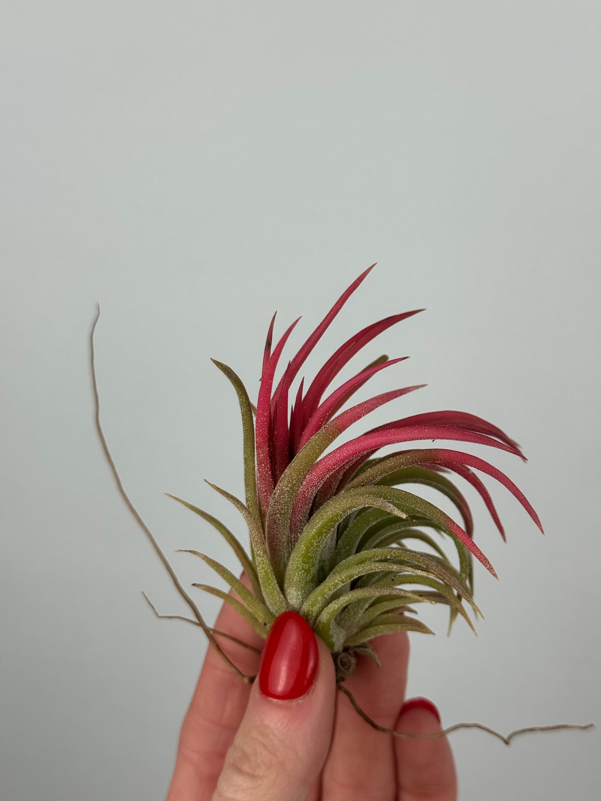 Tillandsia ionantha