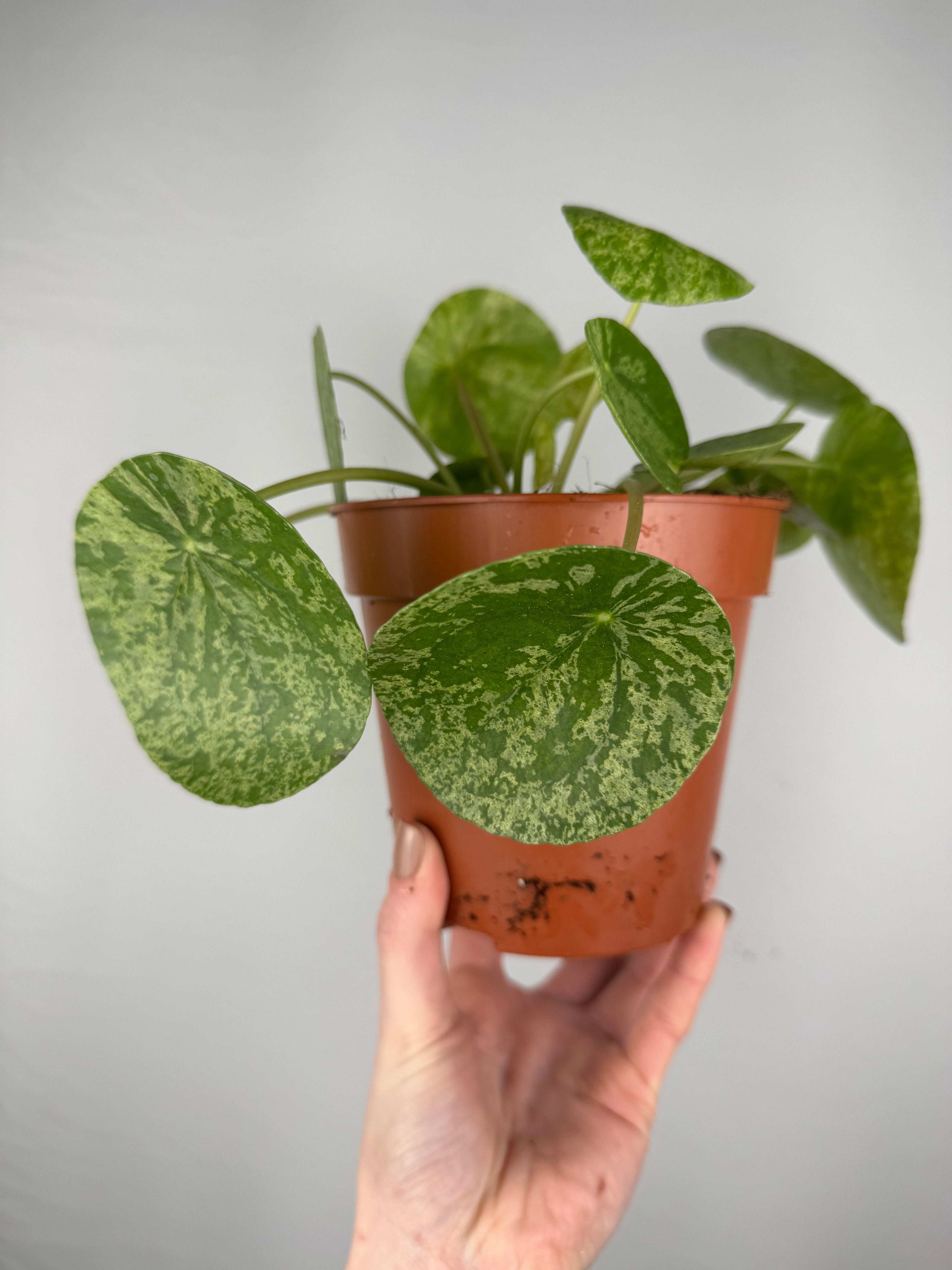 Pilea Peperomioides “Mojito”