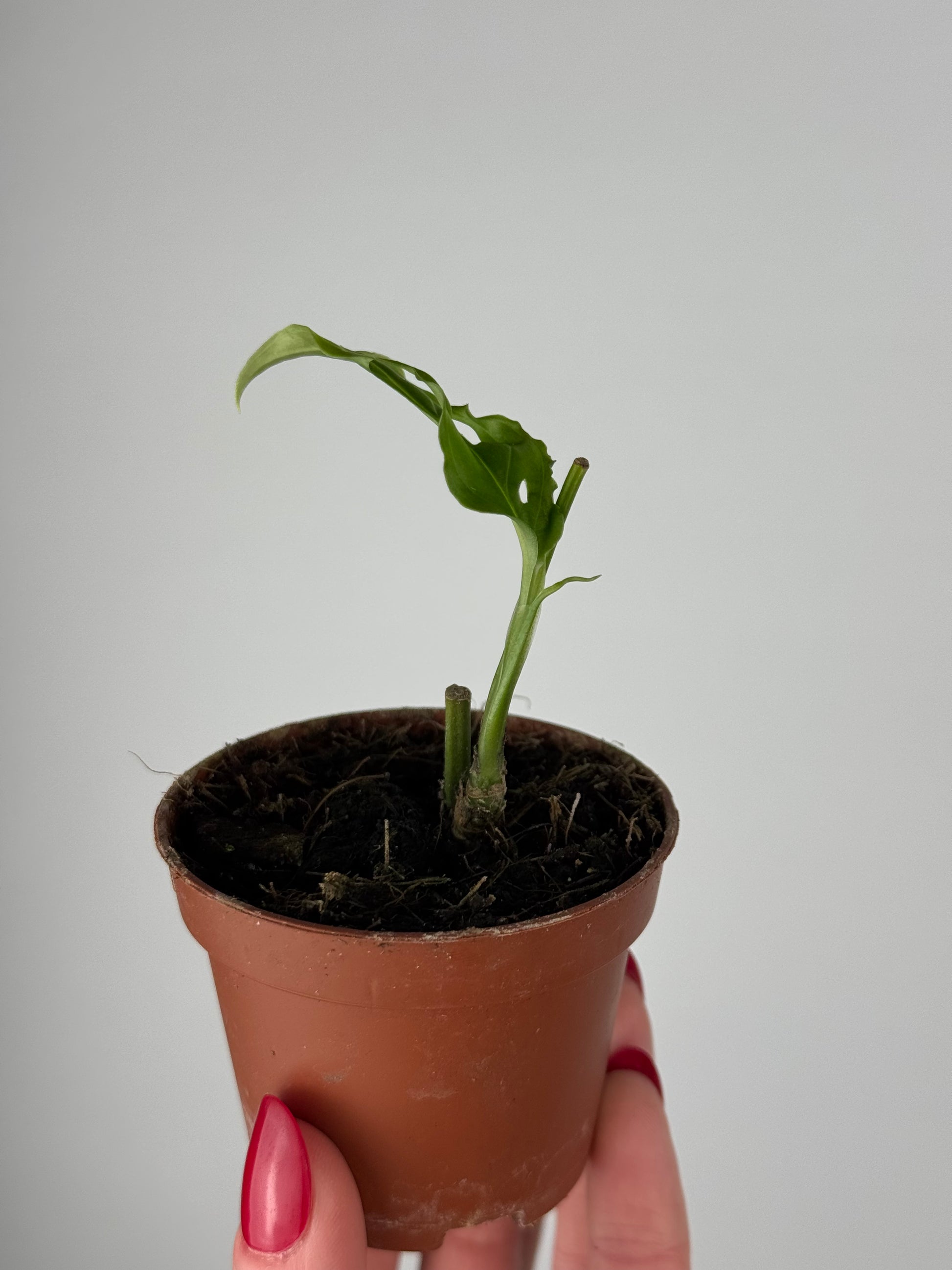 Monstera Obliqua “Perù” | Gaia