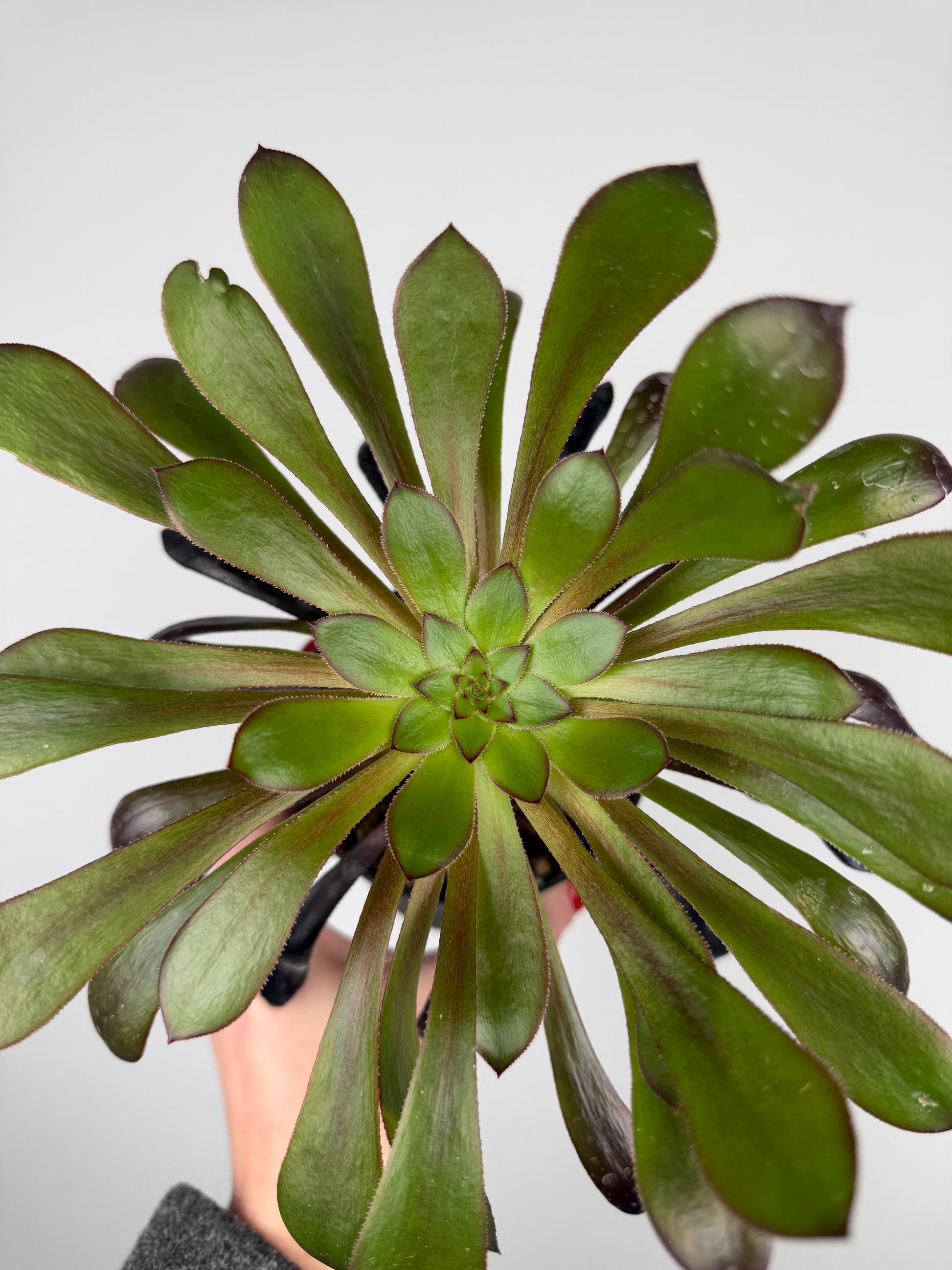 Aeonium Atropurpureum Schwarzkopf “Testa nera” Aeonium Tropical Corner