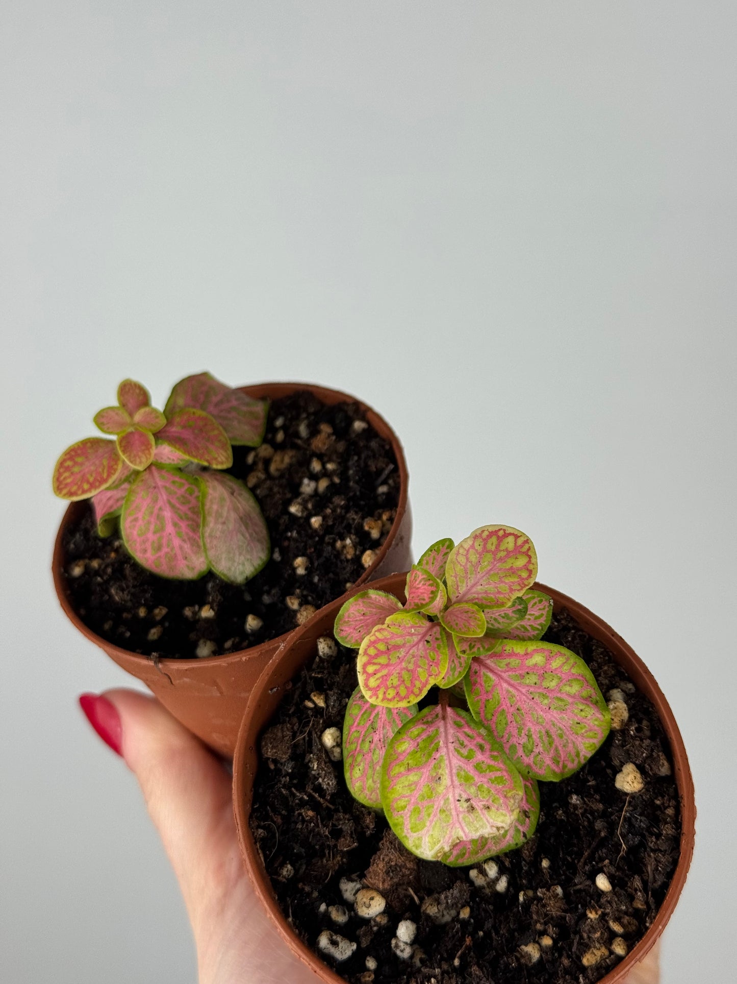 Fittonia Bundle | Dina & Dinetta