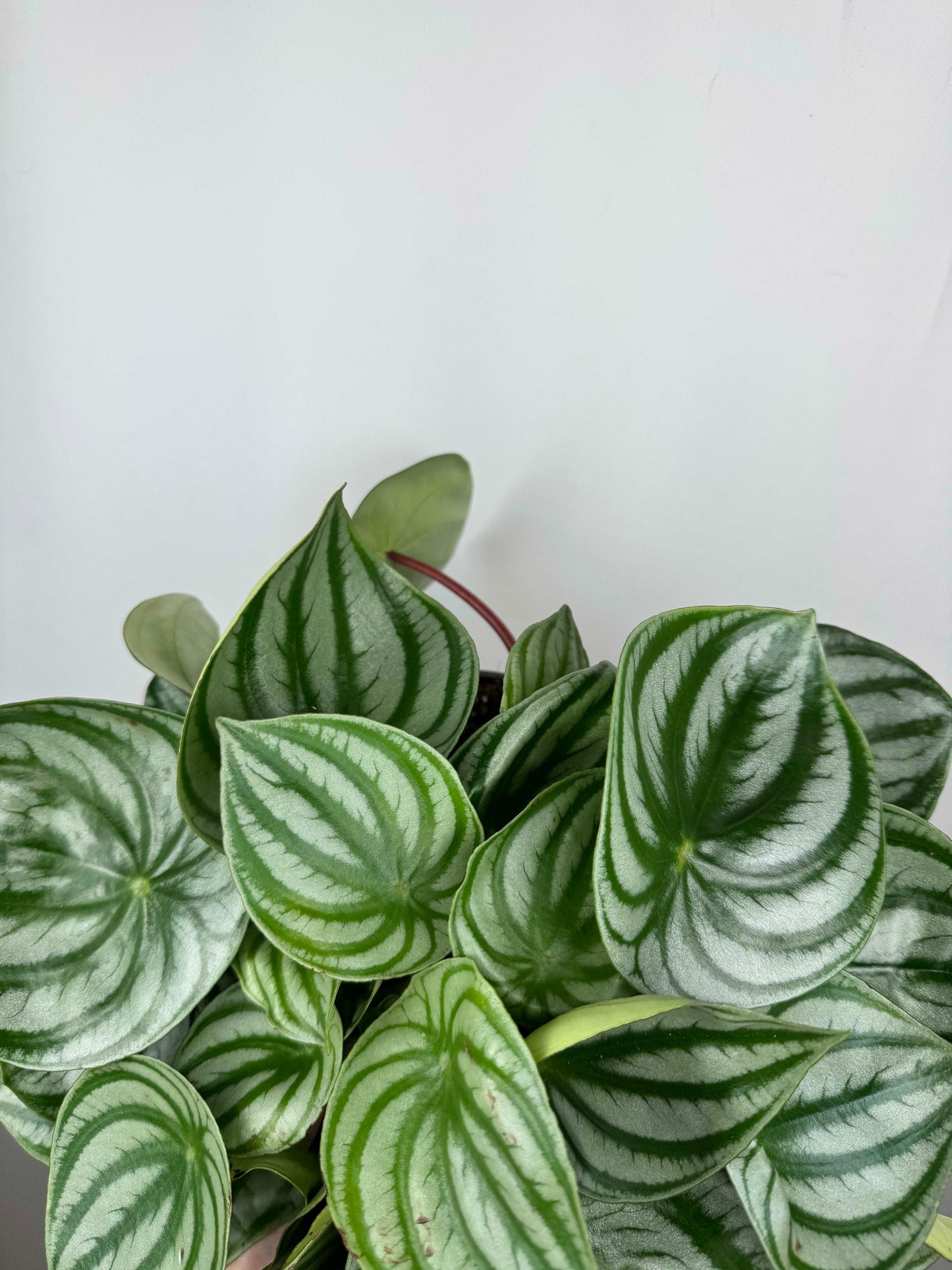 Peperomia Argyreia “Watermelon”