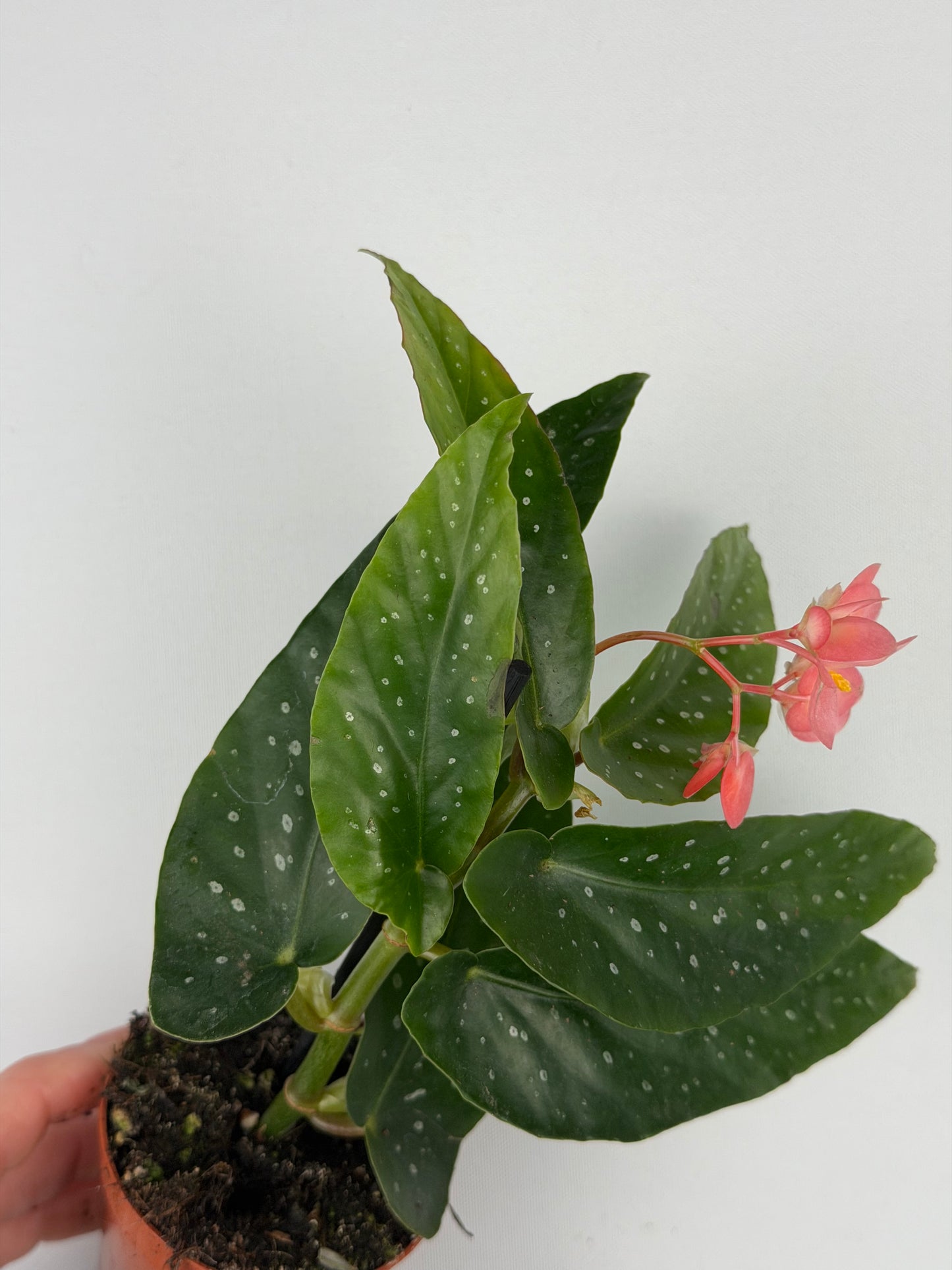 Begonia Albopicta