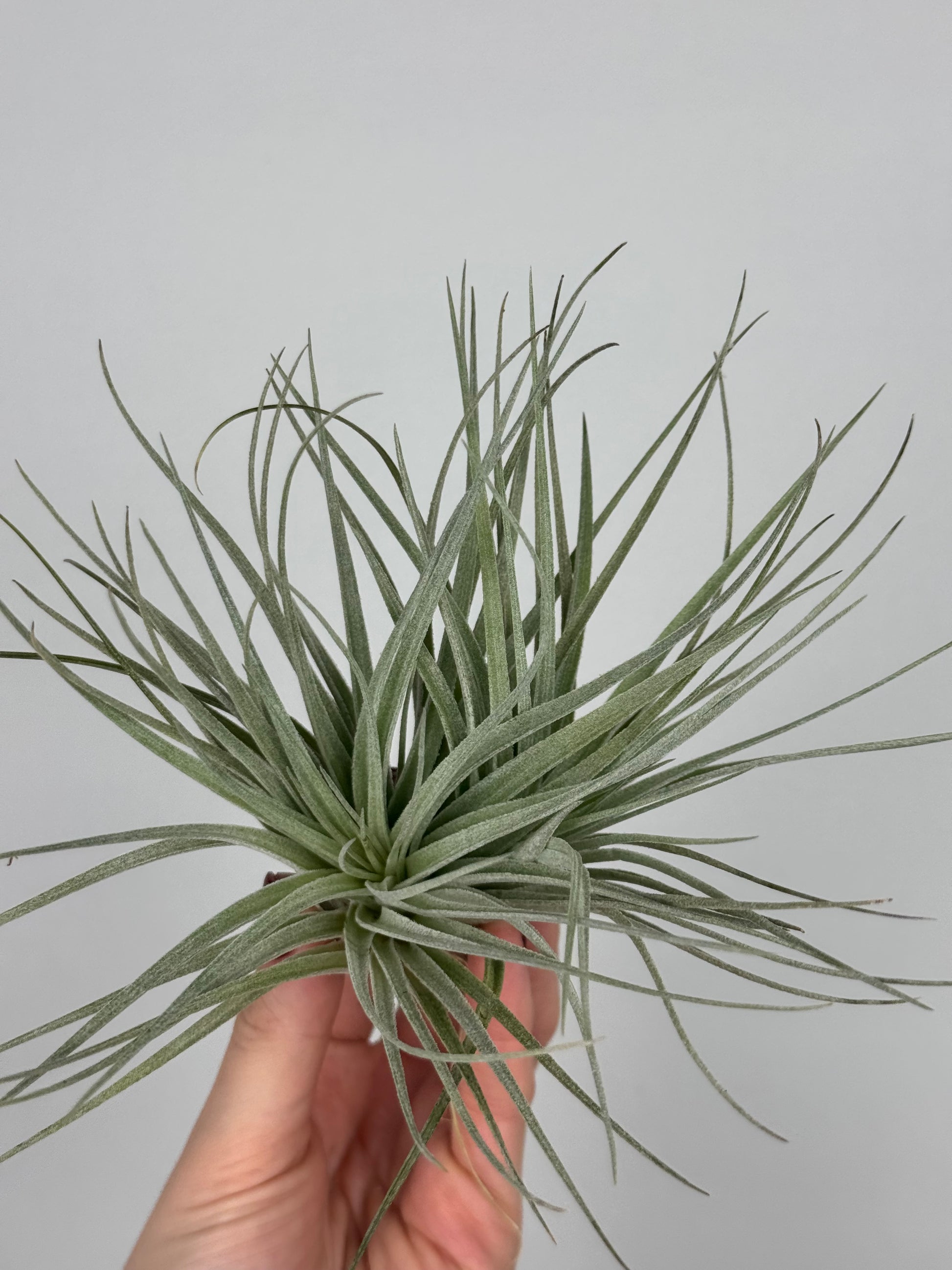 Tillandsia 'Super Silver'