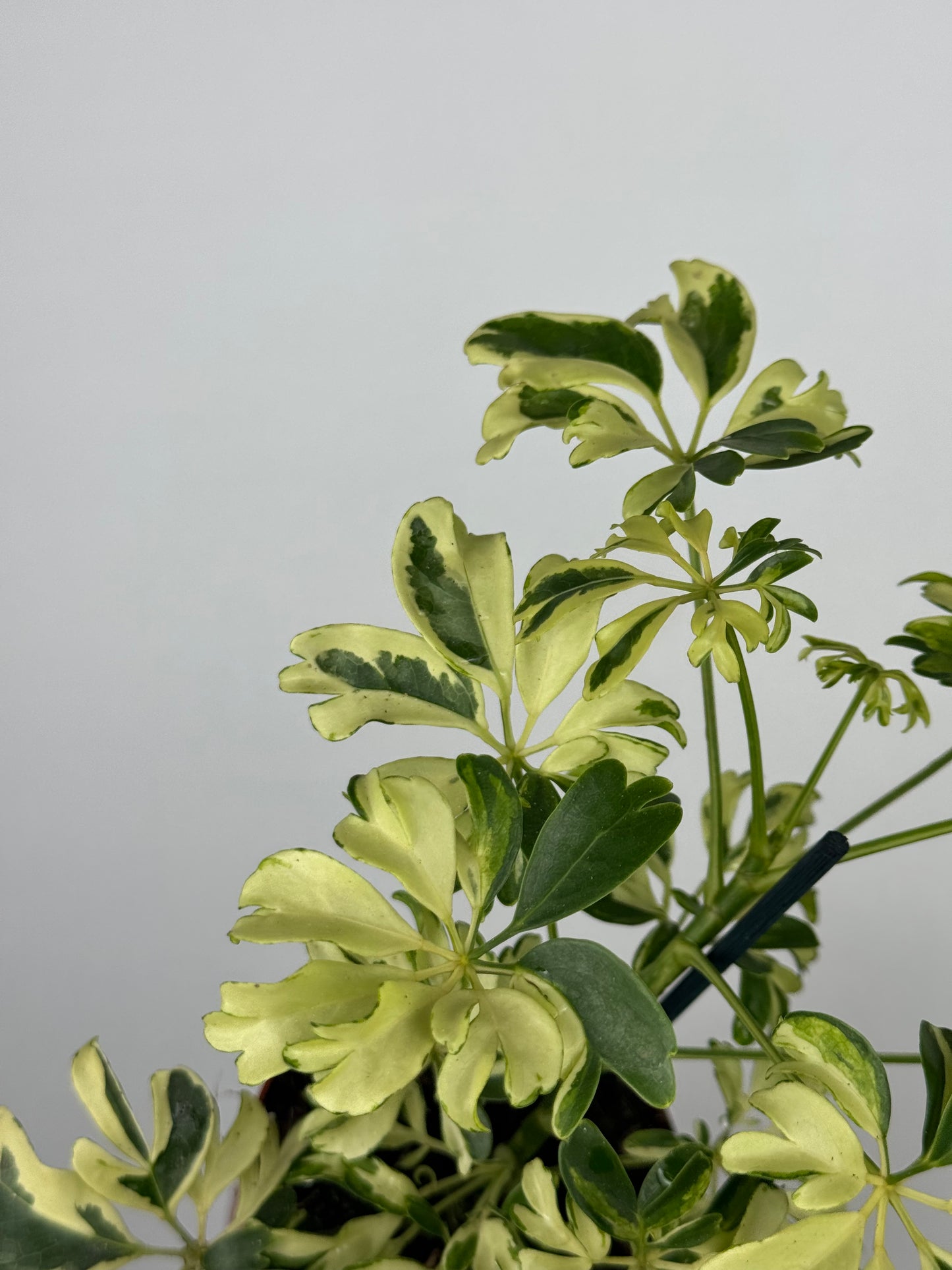 Schefflera arboricola “Janine”