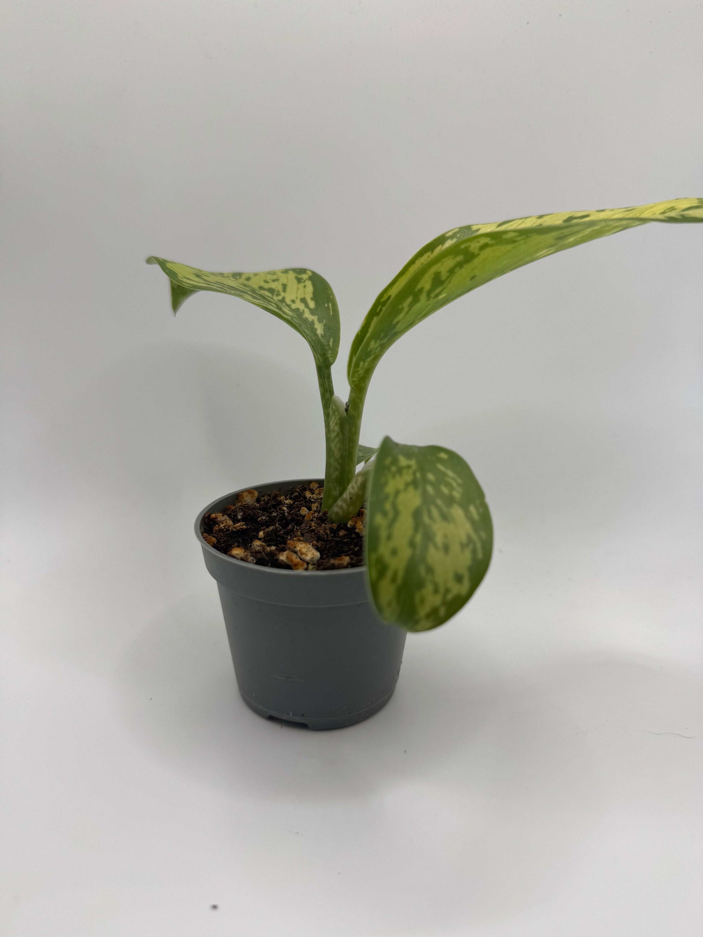 Dieffenbachia "Crocodile"