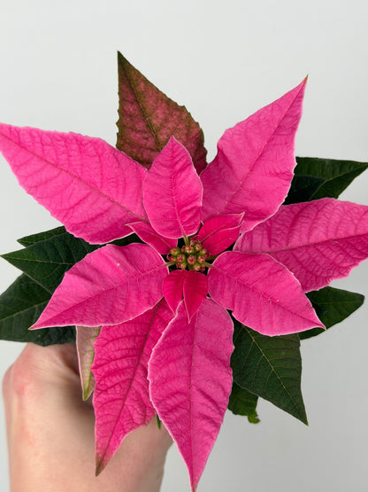 Euphorbia pul. Princettia Dark Pink