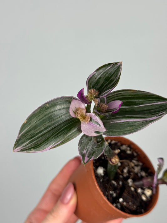 Tradescantia Nanouk | Flora