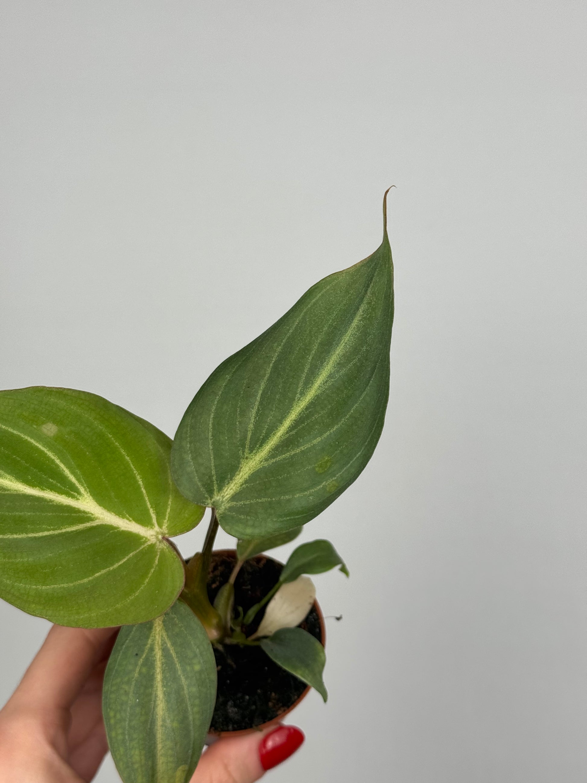 Philodendron Gloriosum