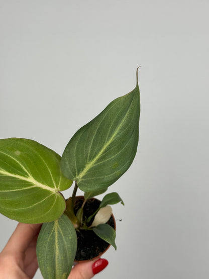 Philodendron Gloriosum