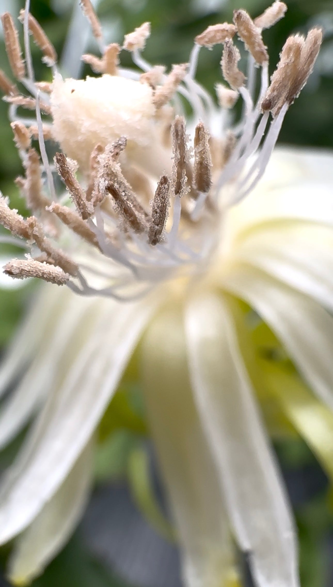 Epiphyllum Guatemalense