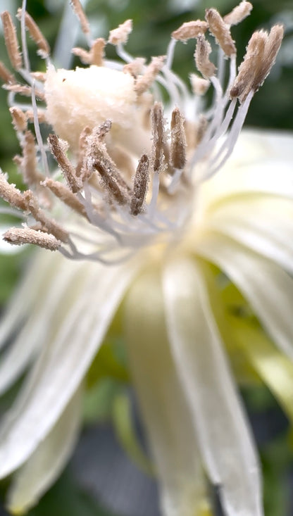 Epiphyllum Guatemalense