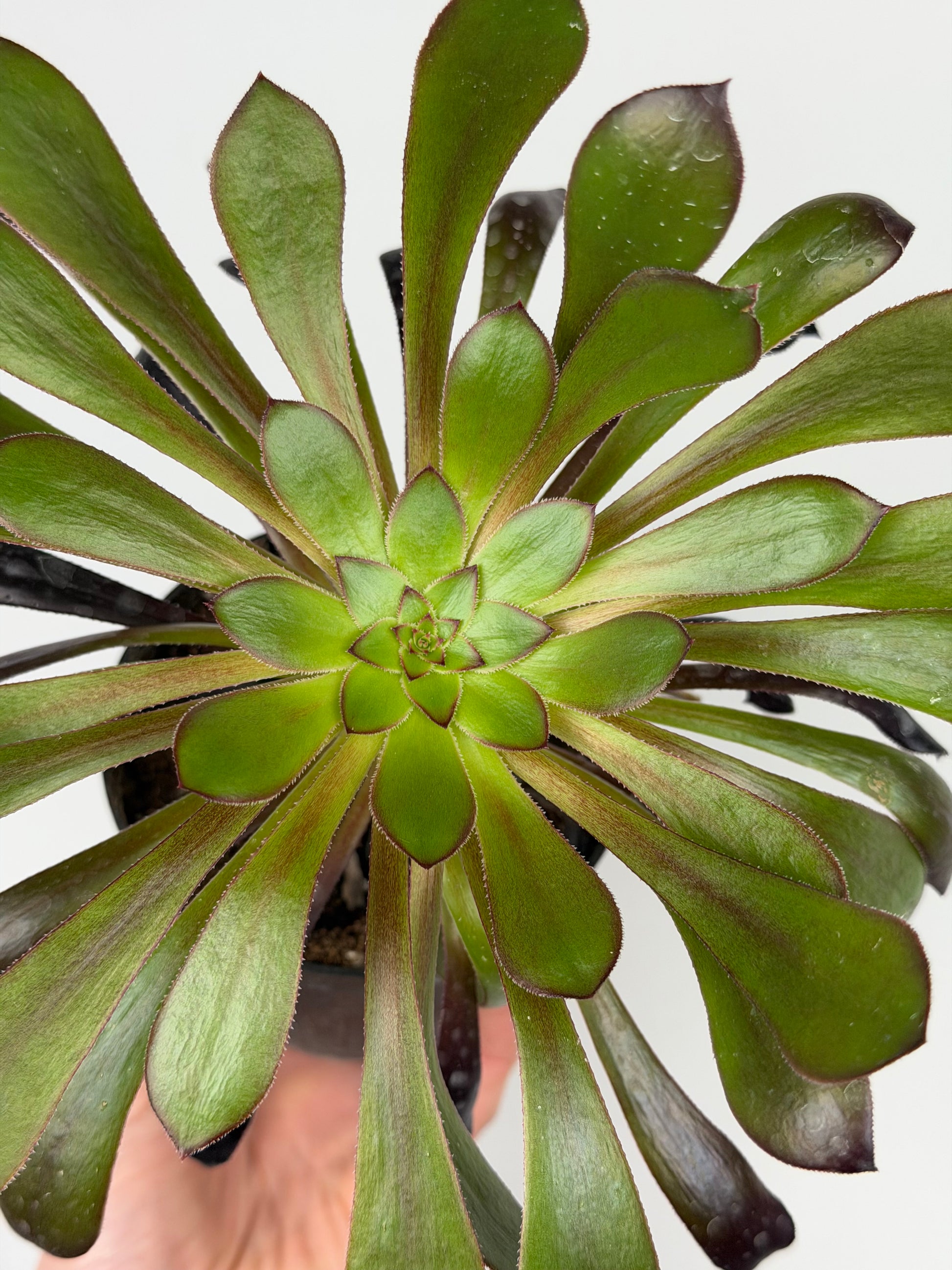 Aeonium Atropurpureum Schwarzkopf “Testa nera” Aeonium Tropical Corner